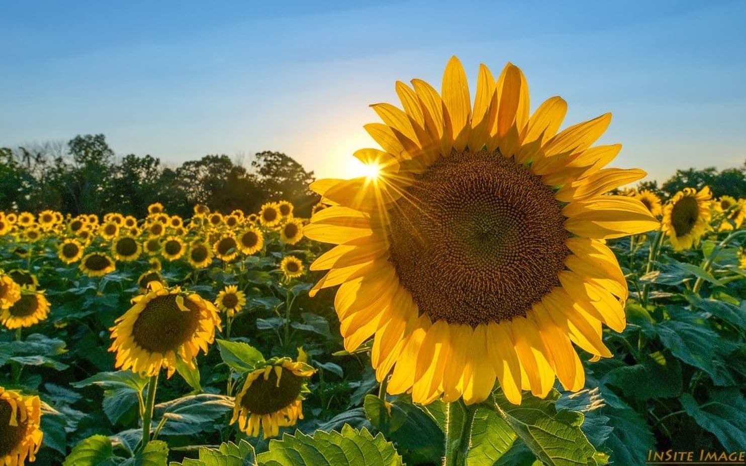 sunflower wallpaper,flower,sunflower,flowering plant,sky,field