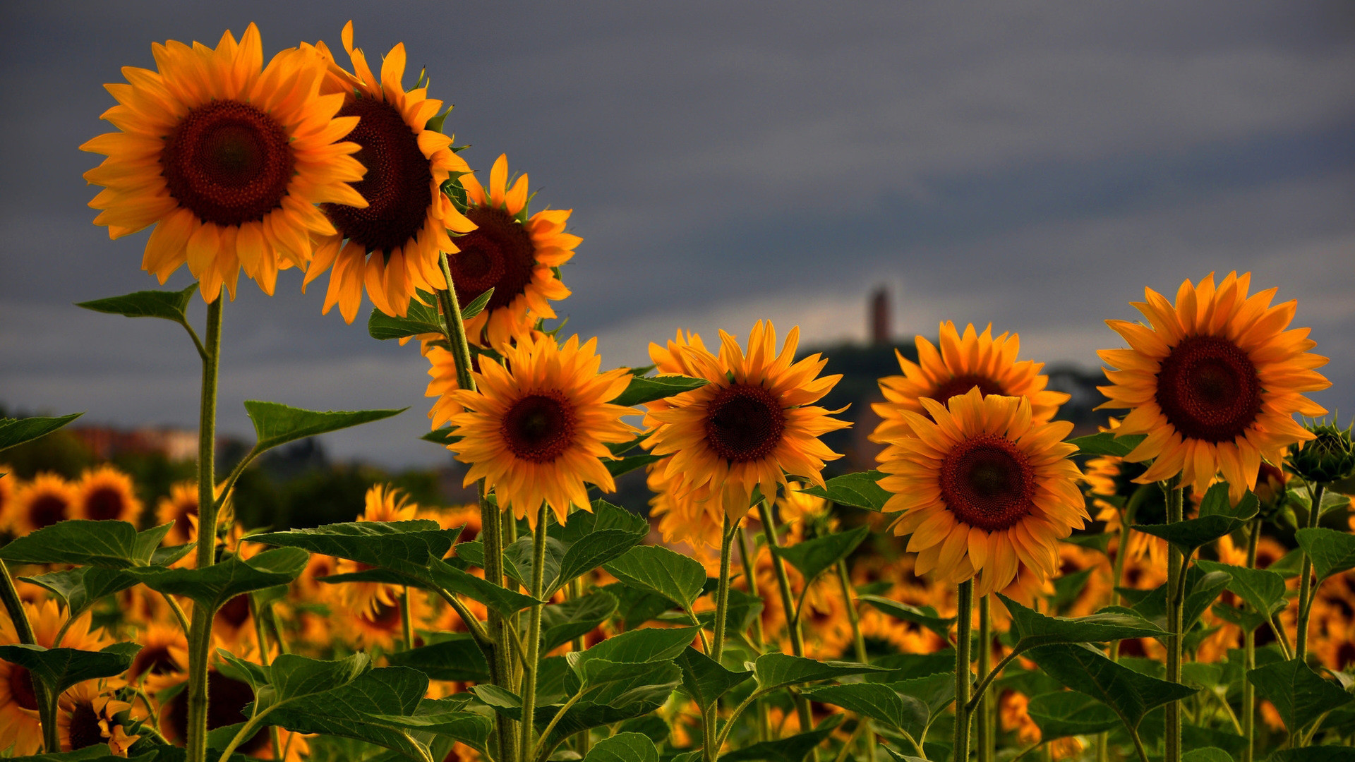 papel pintado de girasol,flor,girasol,planta floreciendo,cielo,girasol