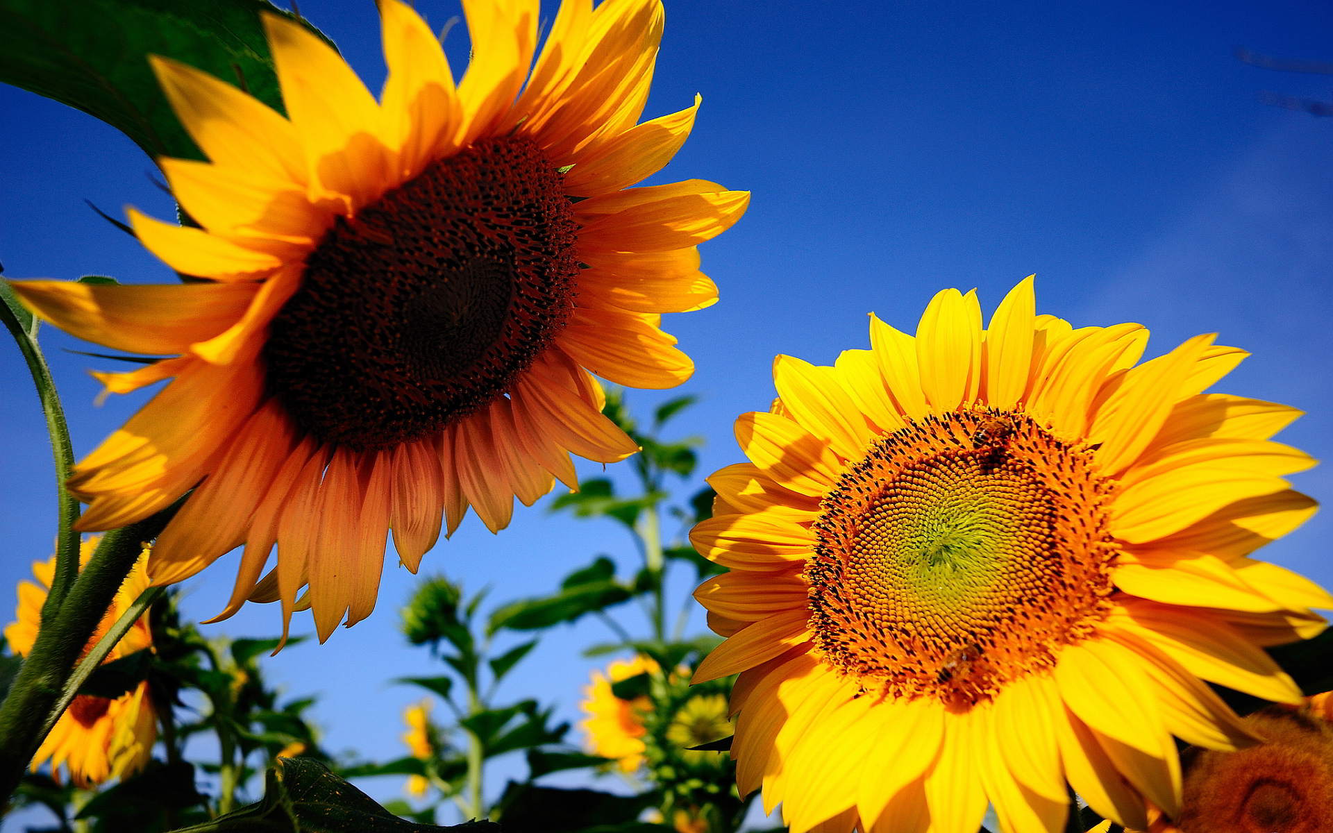 papel pintado de girasol,flor,girasol,planta floreciendo,cielo,amarillo