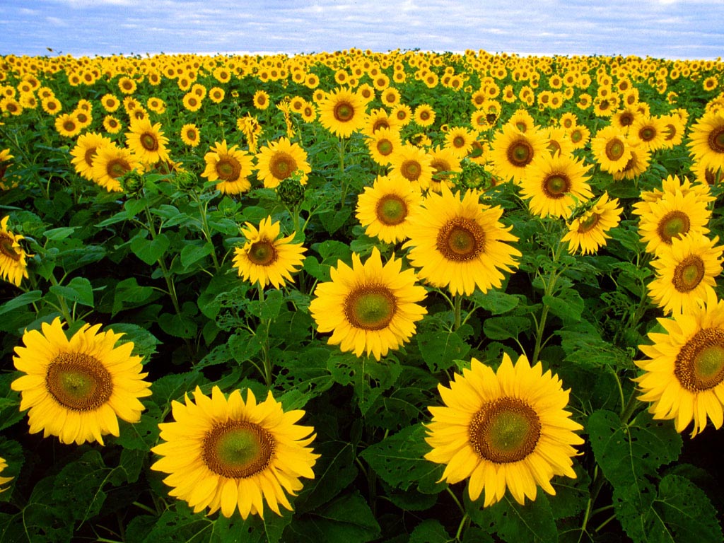 sunflower wallpaper,flower,sunflower,flowering plant,field,sunflower