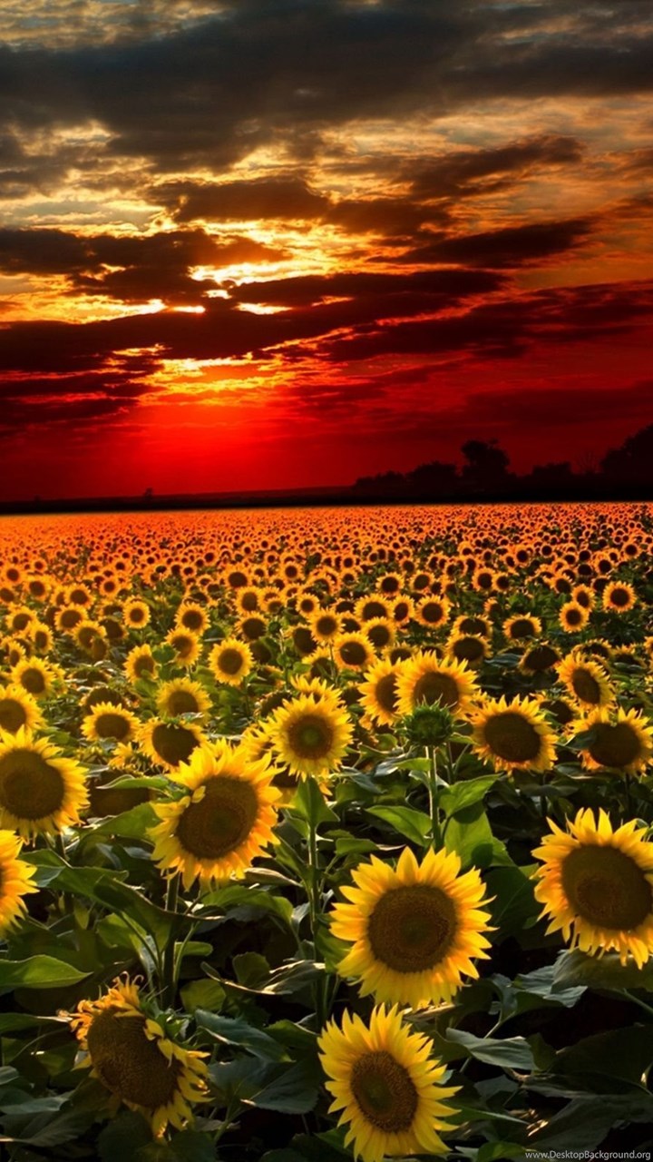 sunflower wallpaper,sunflower,sky,flower,field,nature