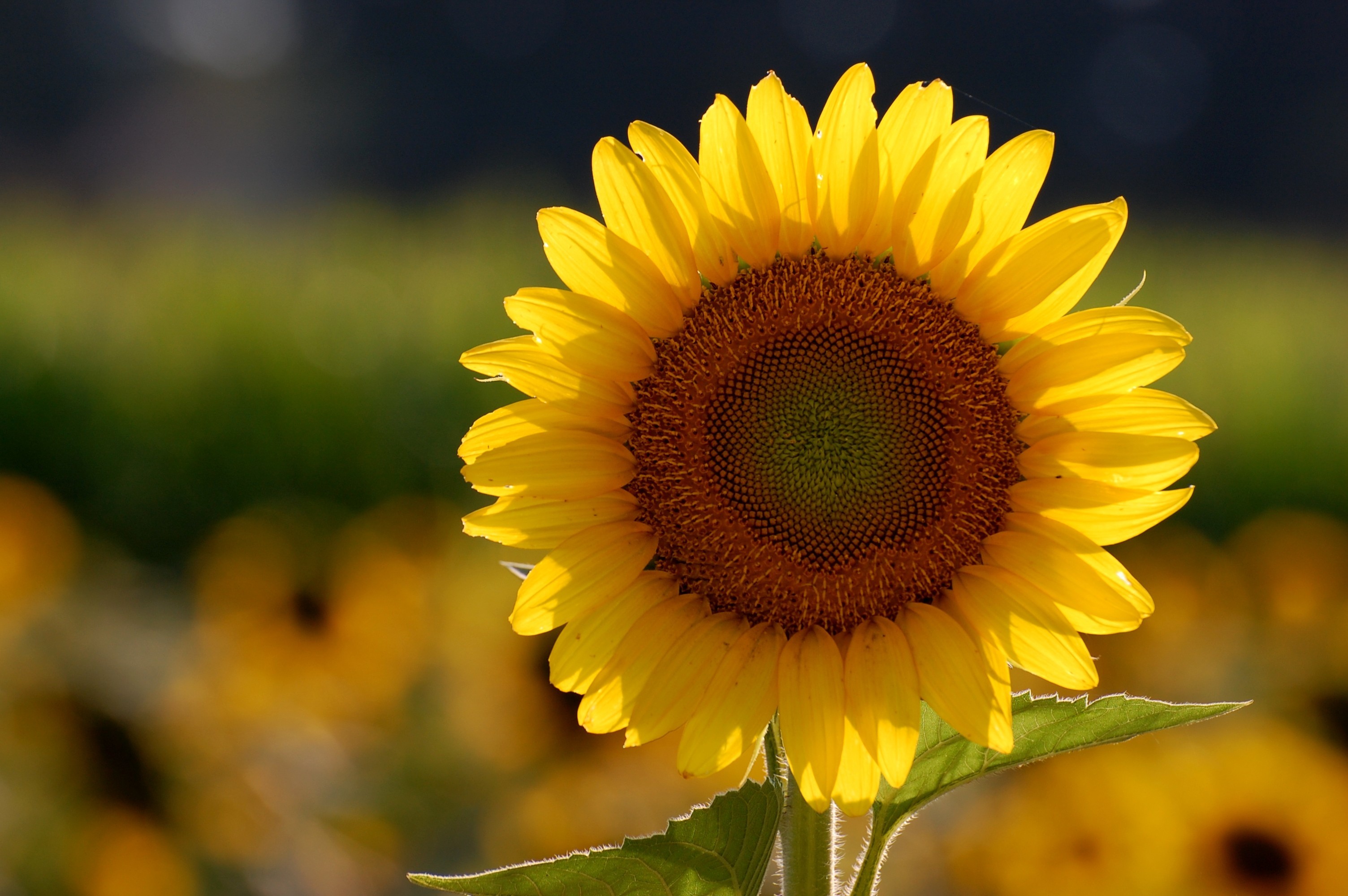 sunflower wallpaper,flower,sunflower,yellow,sky,sunflower