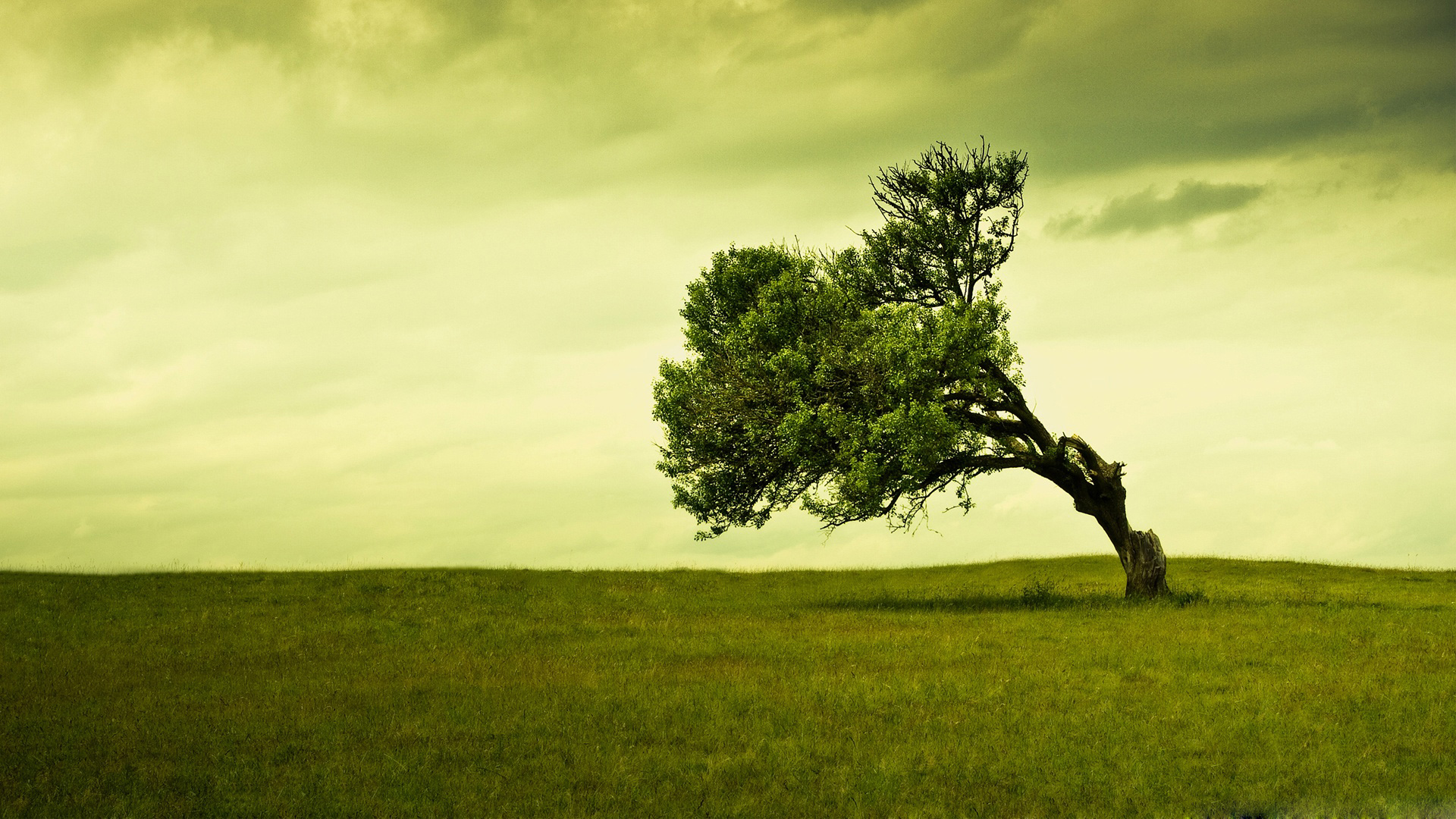 carta da parati dell'albero,paesaggio naturale,verde,natura,cielo,albero