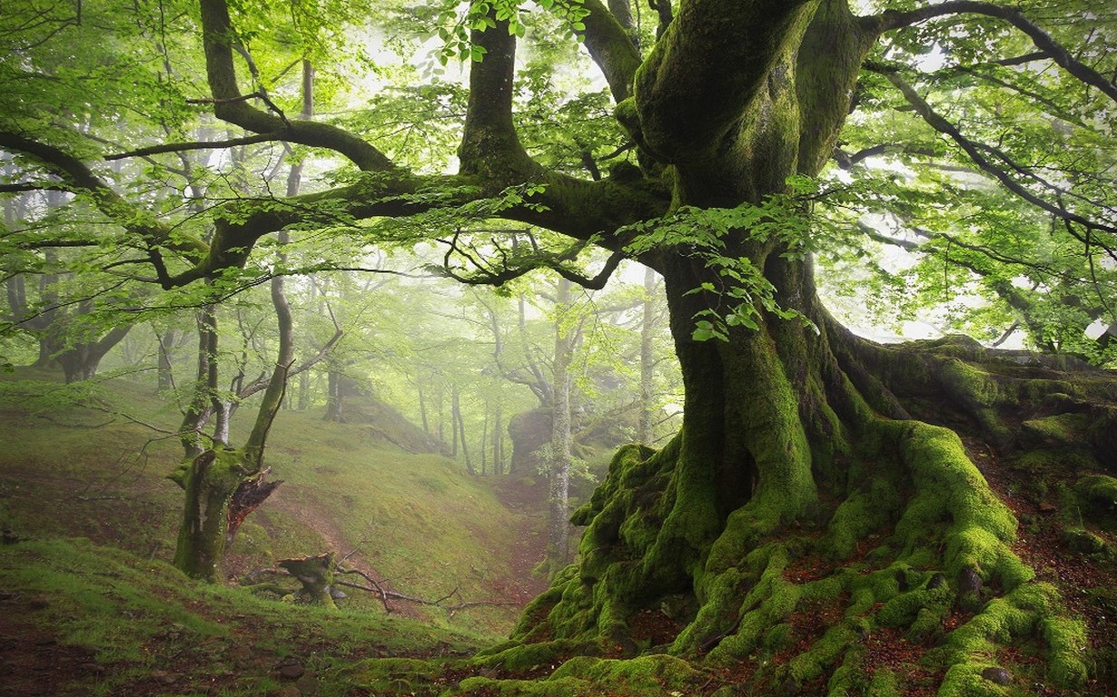 baumtapete,baum,natürliche landschaft,alter wald,natur,wald