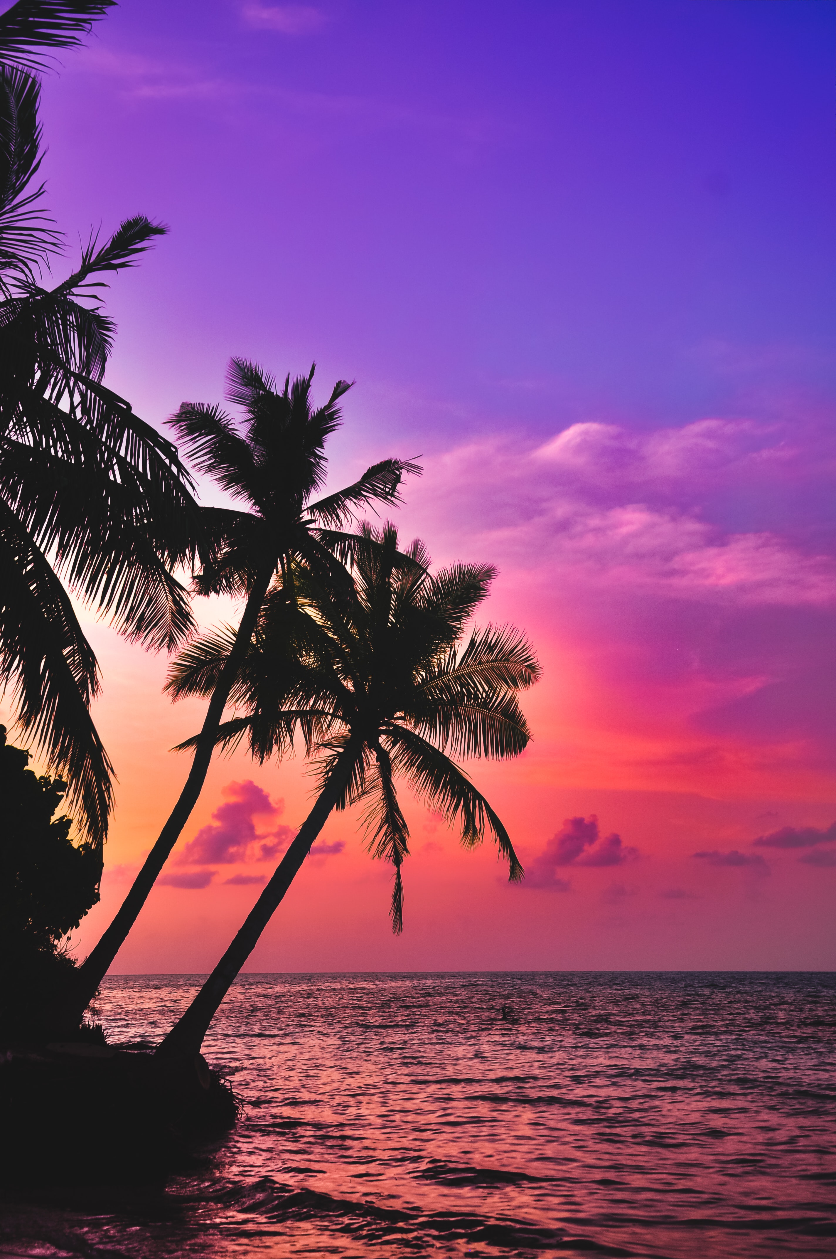 tropische tapete,himmel,natur,horizont,baum,sonnenuntergang