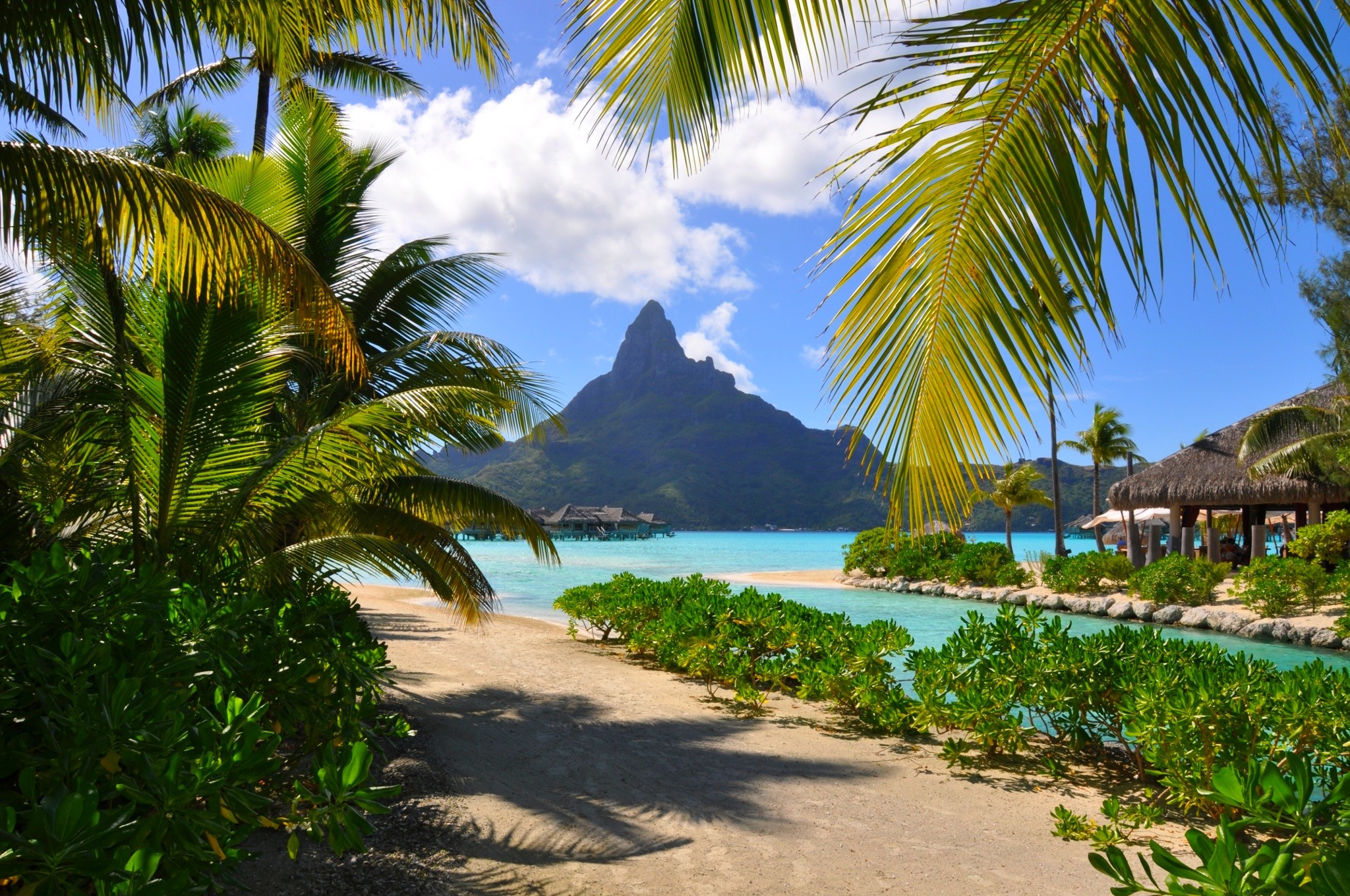 carta da parati tropicale,paesaggio naturale,natura,albero,palma,caraibico