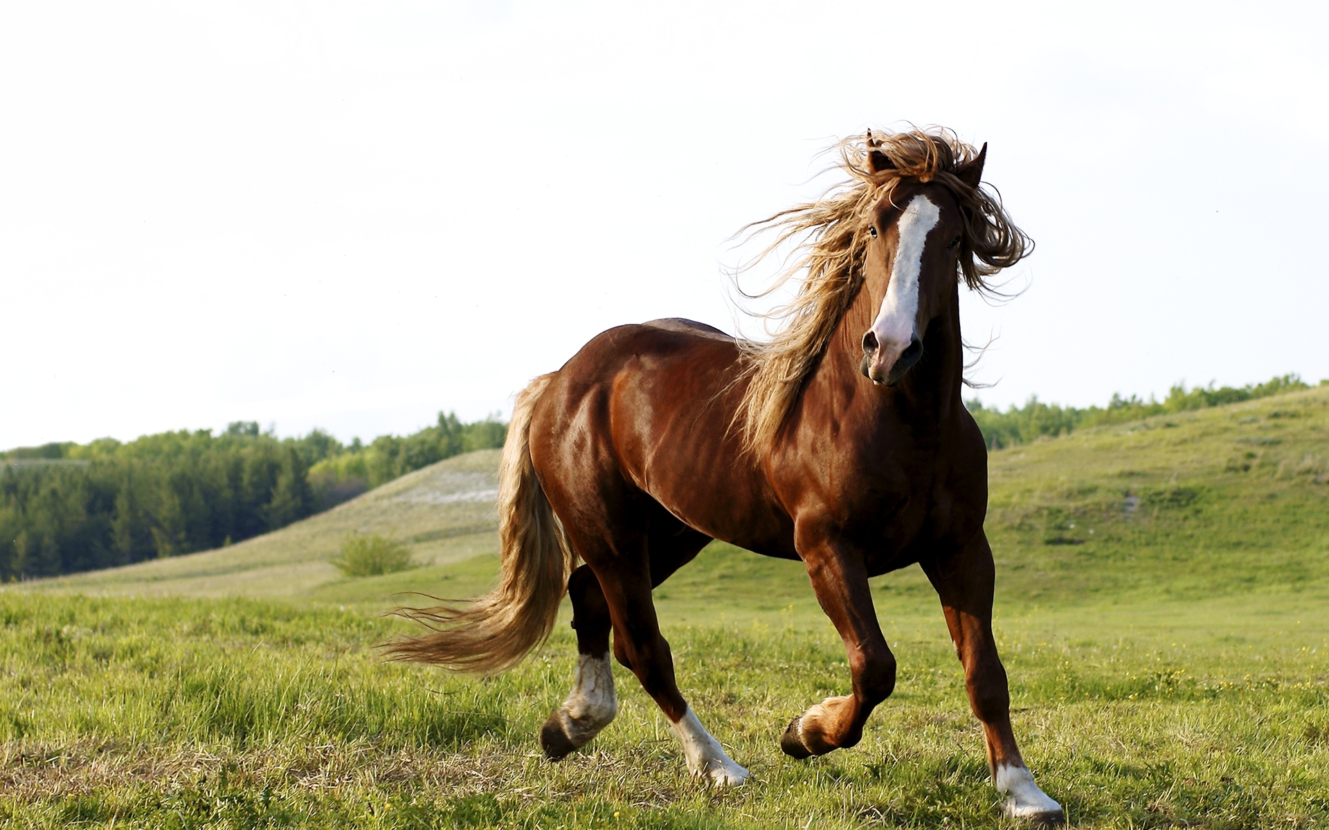 horse wallpaper,horse,mammal,vertebrate,mane,hair