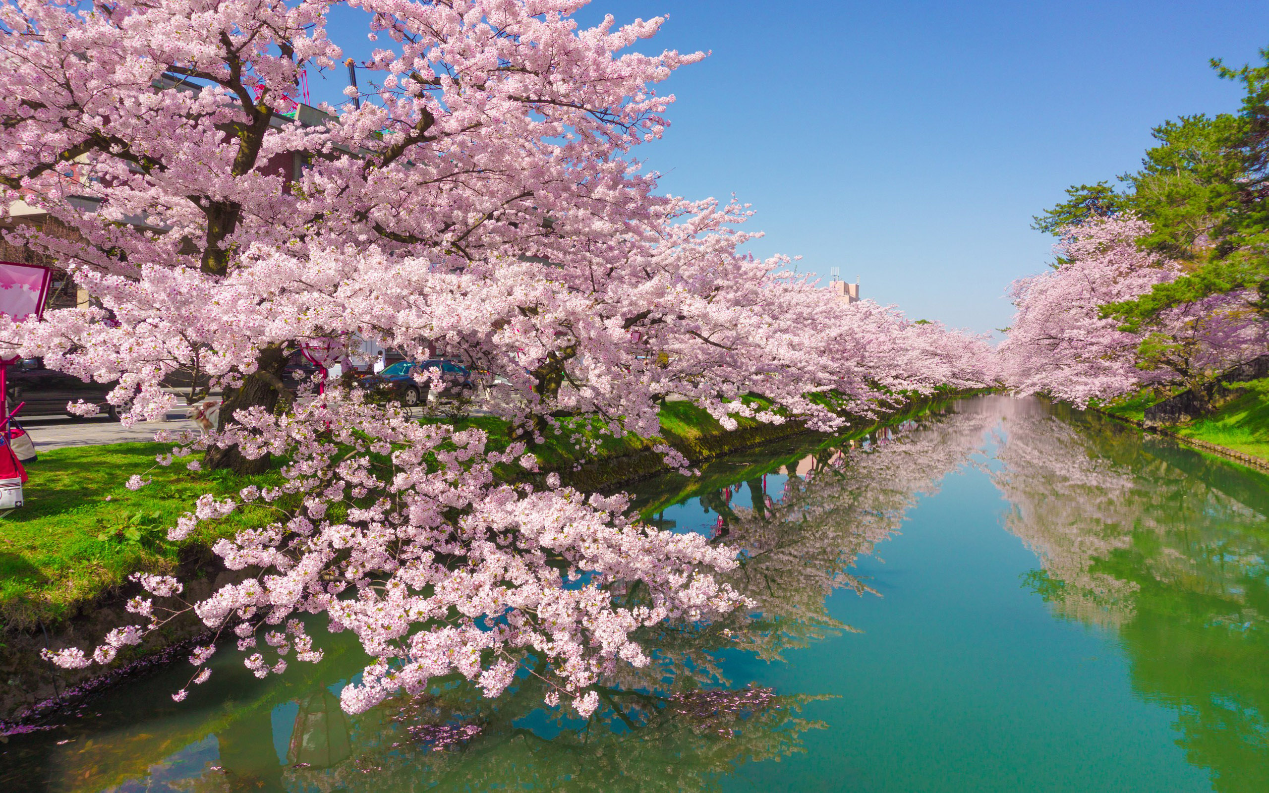 일본어 벽지,꽃,식물,꽃,자연,봄