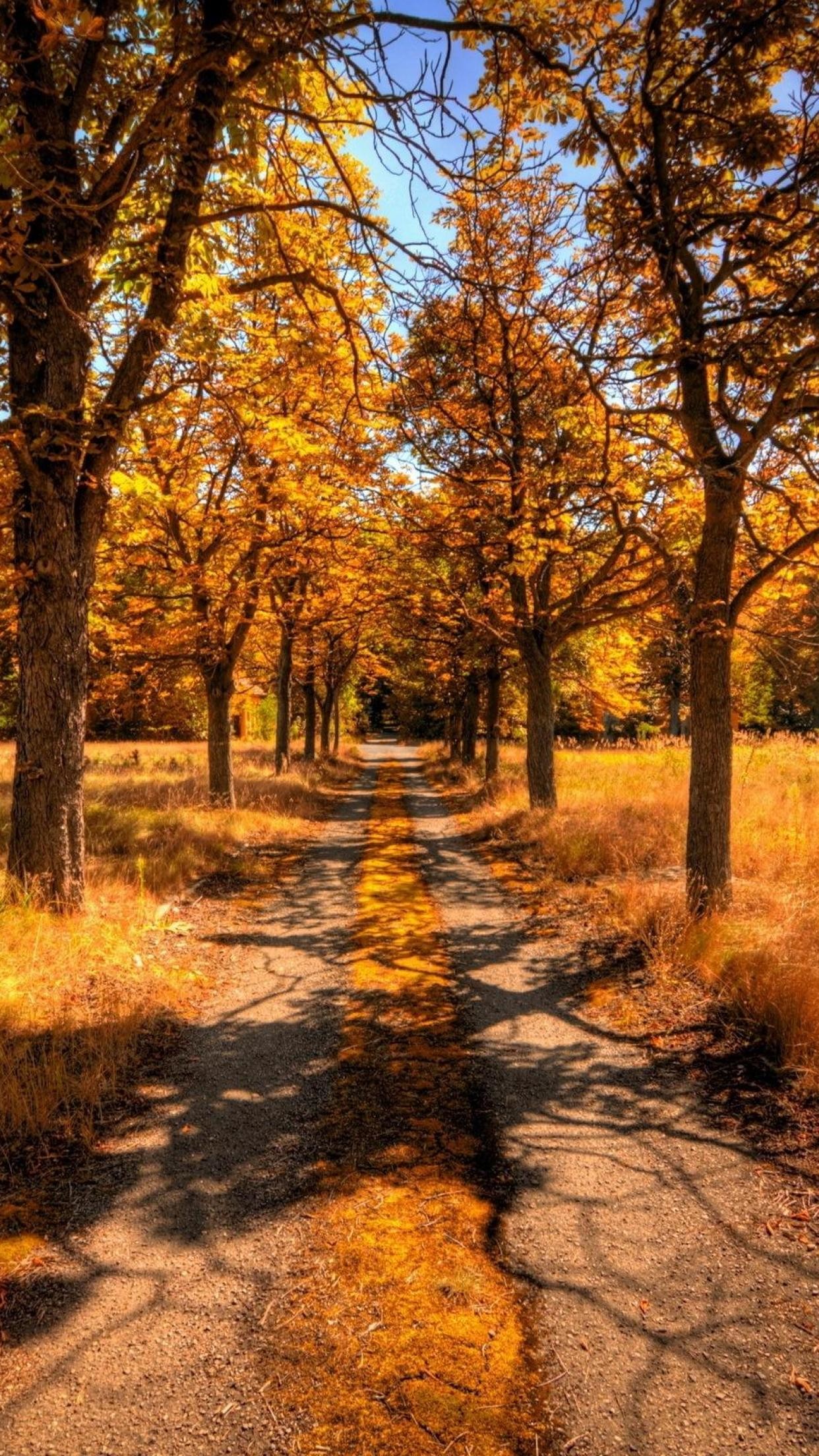carta da parati autunnale,albero,paesaggio naturale,natura,foglia,autunno