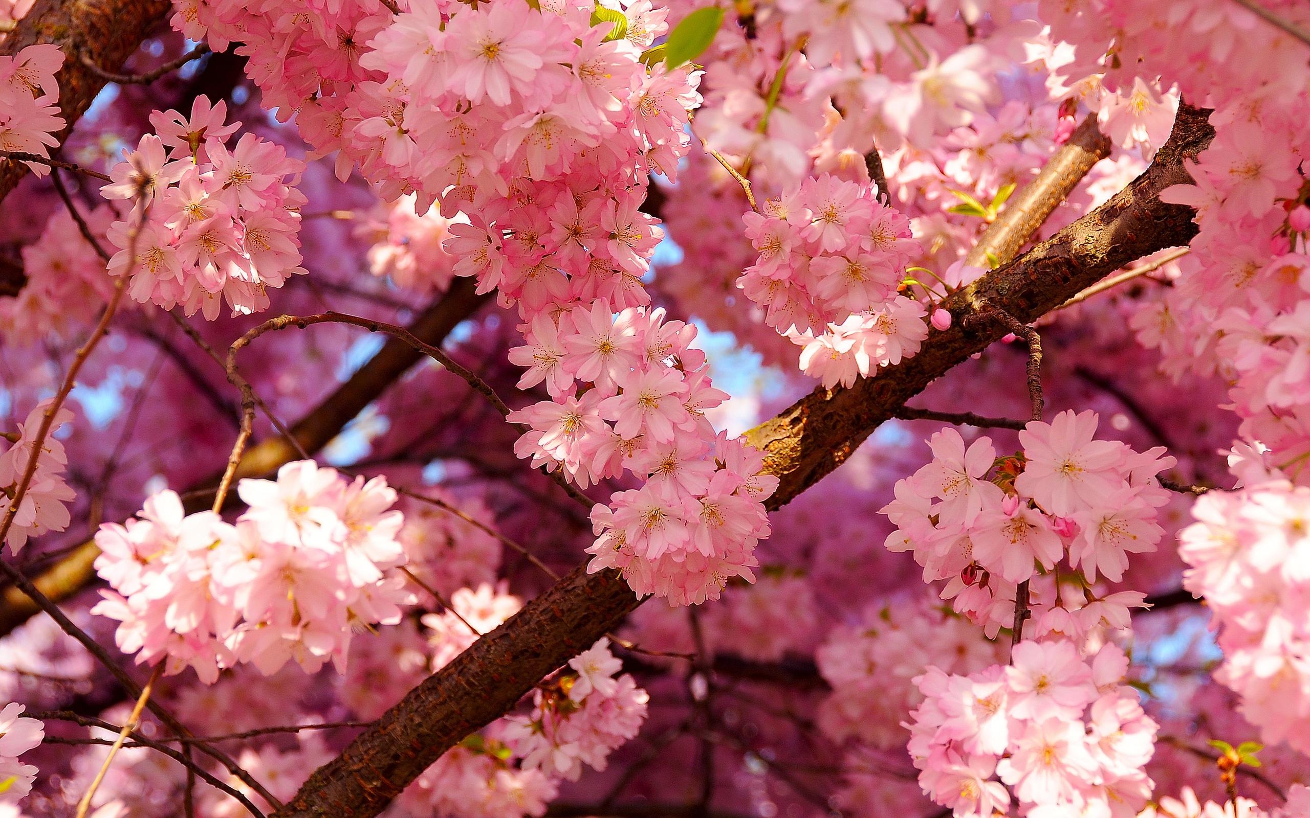 kirschblütentapete,blume,pflanze,blühen,frühling,rosa