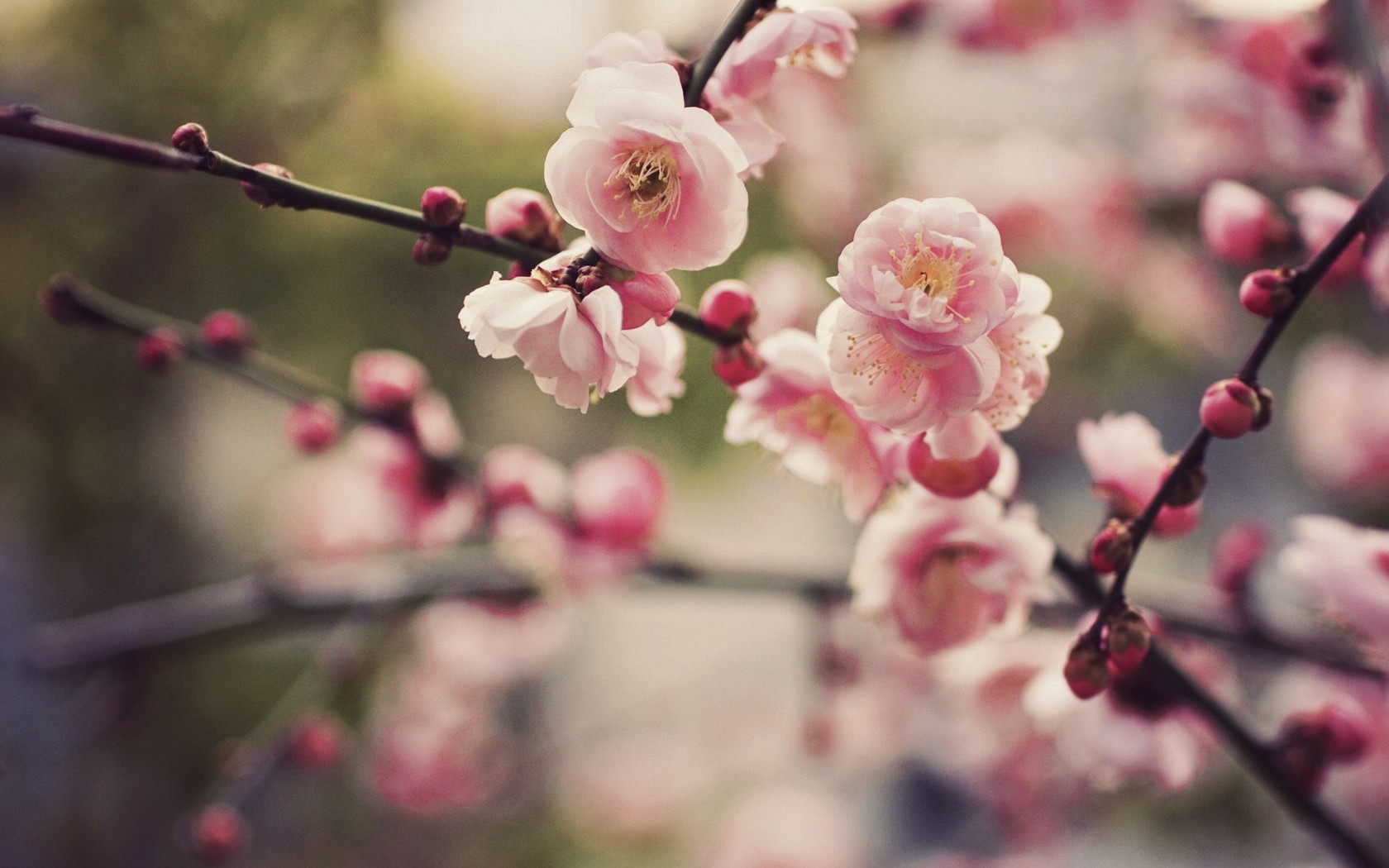 cherry blossom wallpaper,flower,branch,blossom,spring,pink