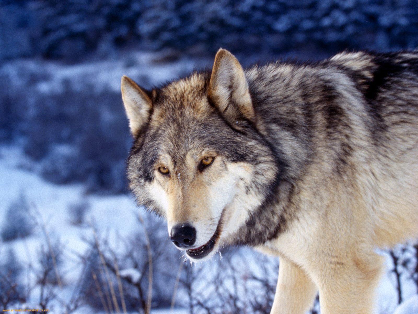 carta da parati lupo,lupo,natura,canis lupus tundrarum,cane lupo cecoslovacco,cane lupo