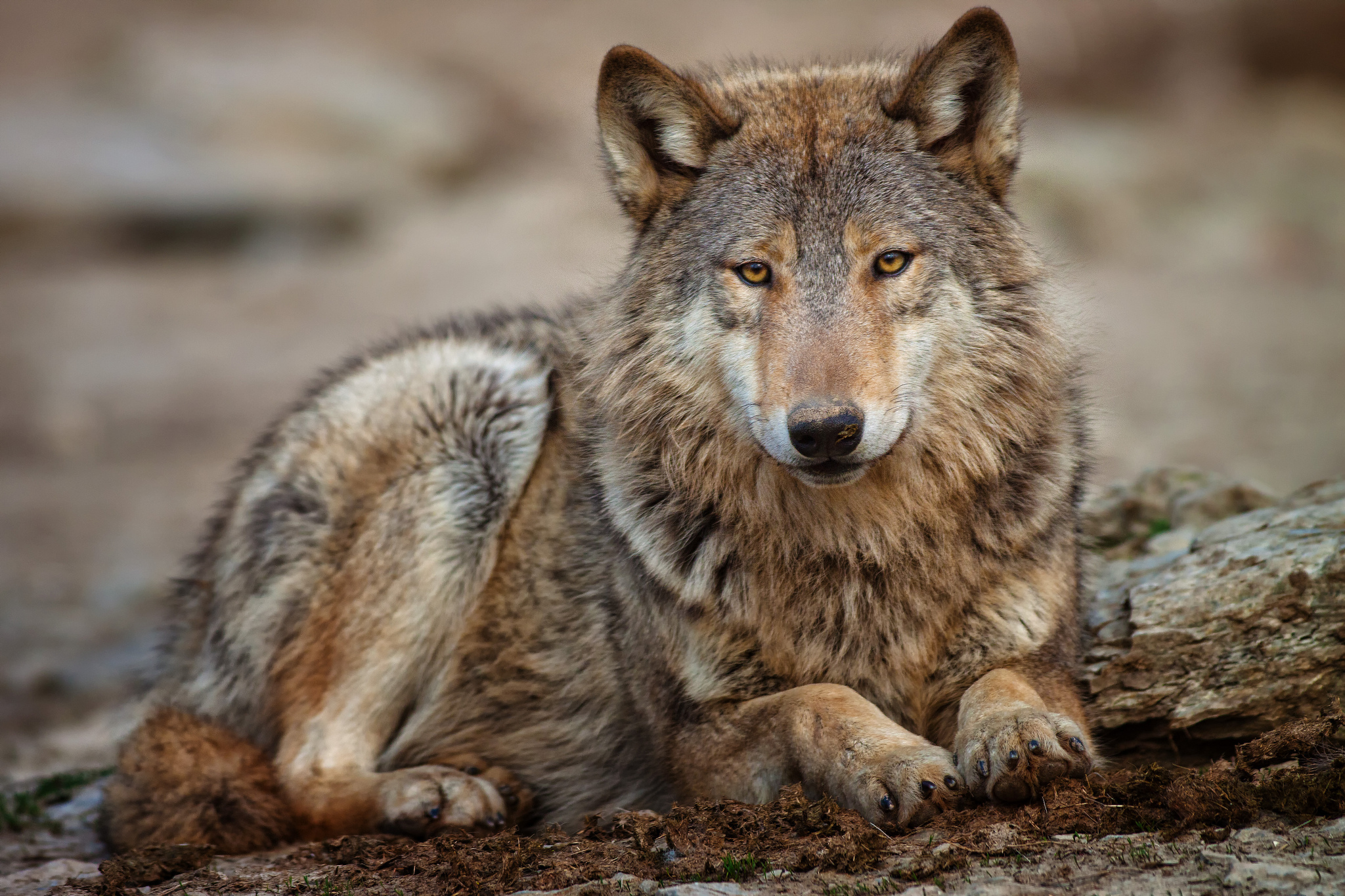 オオカミの壁紙 野生動物 陸生動物 狼 レッドウルフ コヨーテ Wallpaperuse オオカミの壁紙 野生動物 陸生動物 狼 レッドウルフ コヨーテ Wallpaperuse