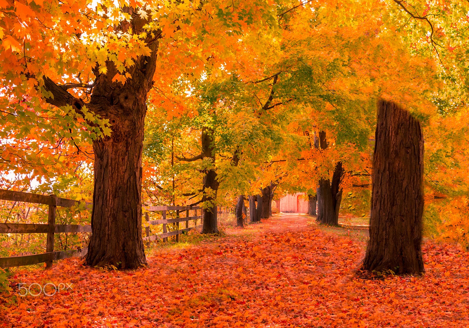 fall wallpaper,tree,natural landscape,leaf,nature,deciduous