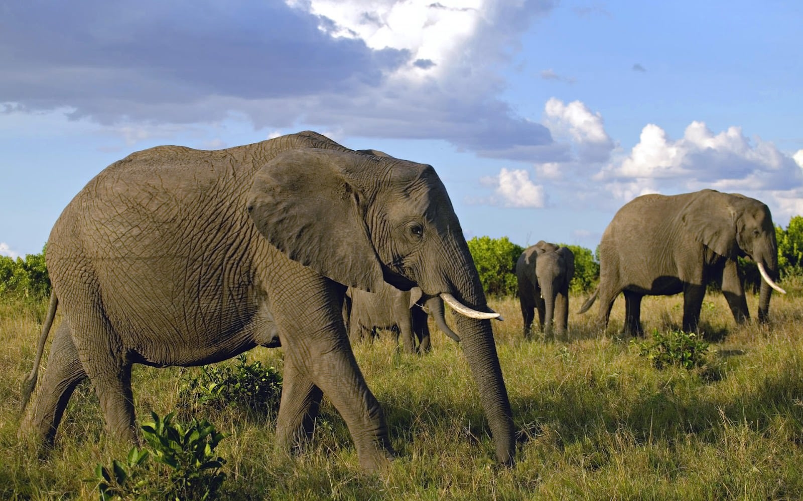 carta da parati elefante,elefante,animale terrestre,elefanti e mammut,natura,elefante indiano