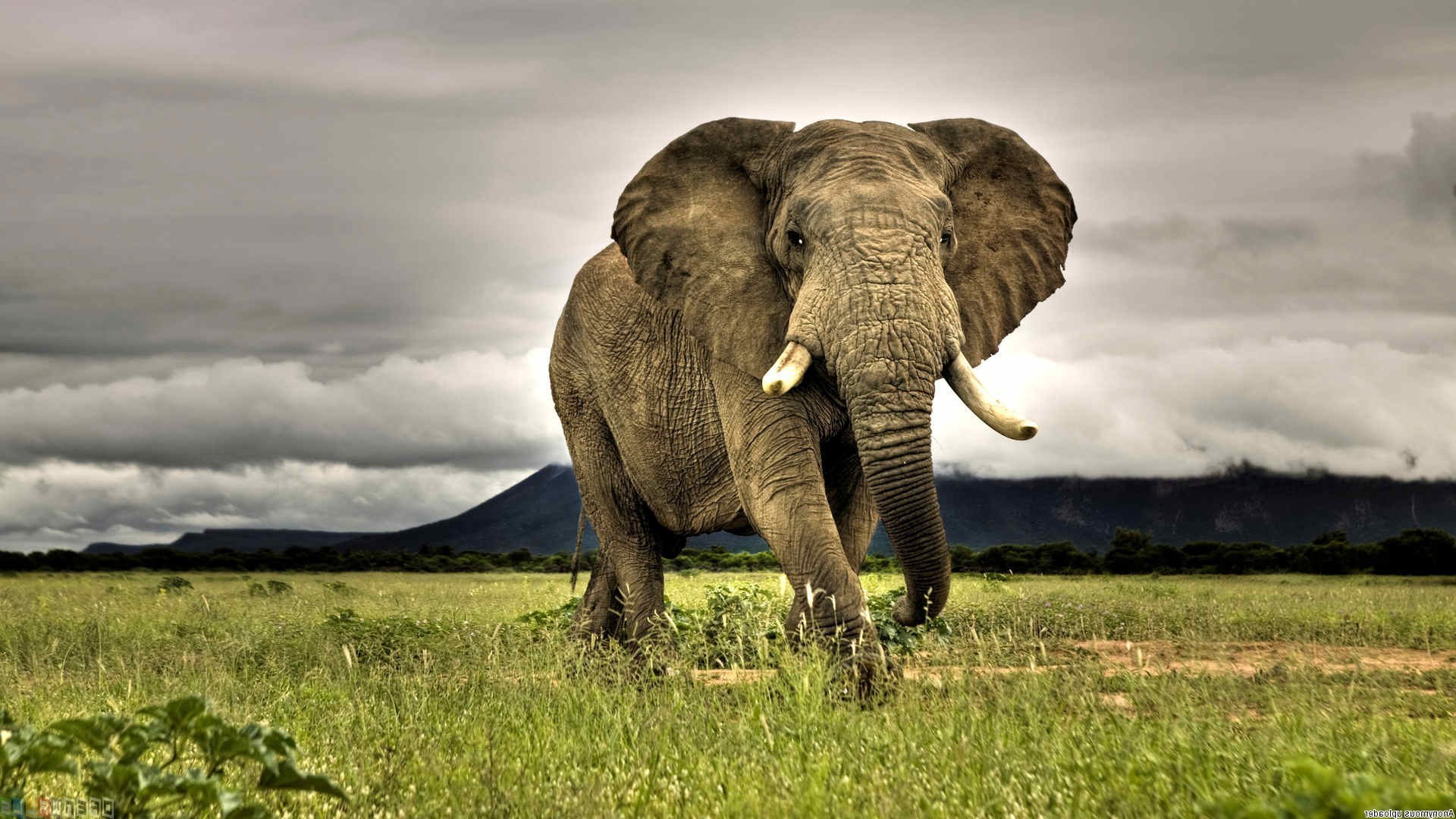 elephant wallpaper,elephant,elephants and mammoths,terrestrial animal,grassland,wildlife