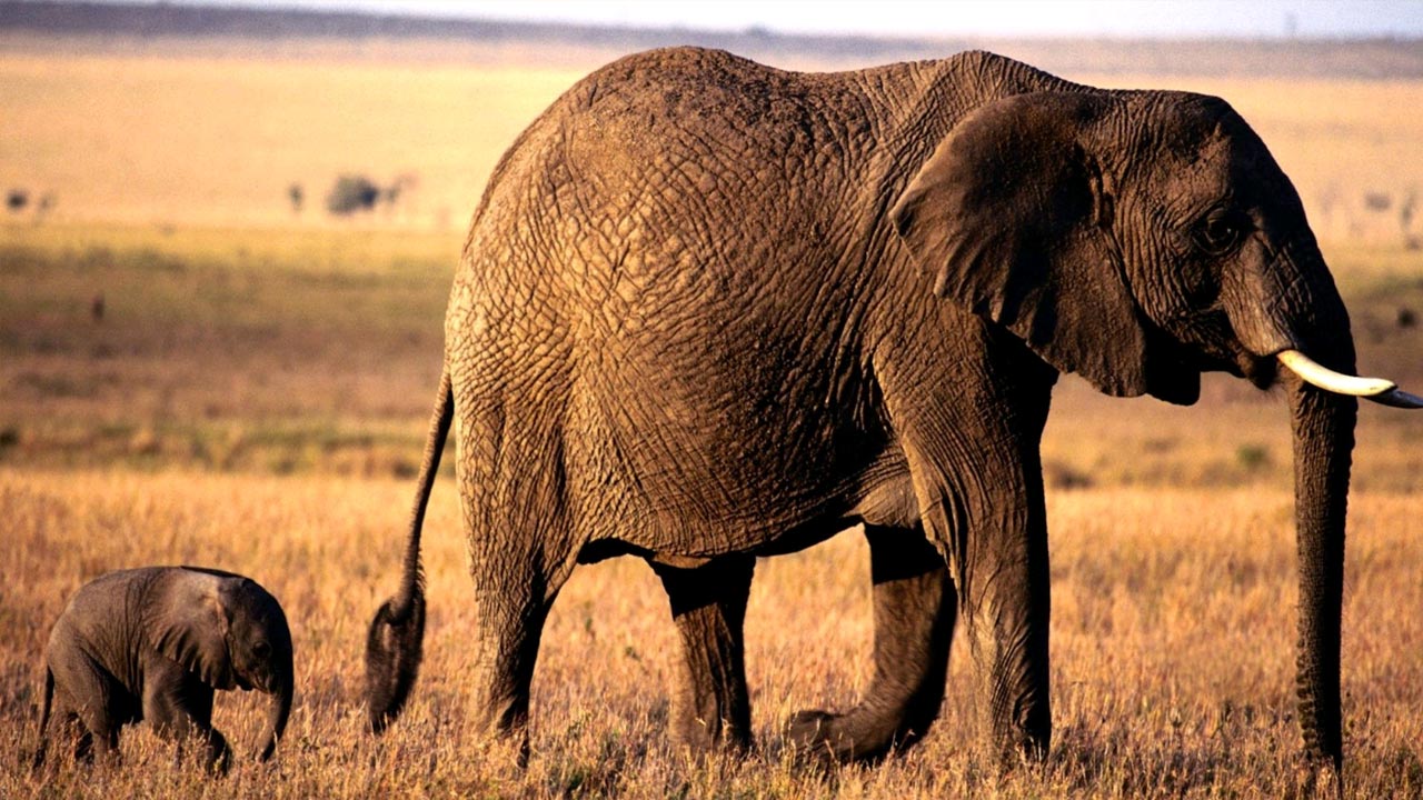carta da parati elefante,elefante,animale terrestre,elefanti e mammut,natura,elefante africano