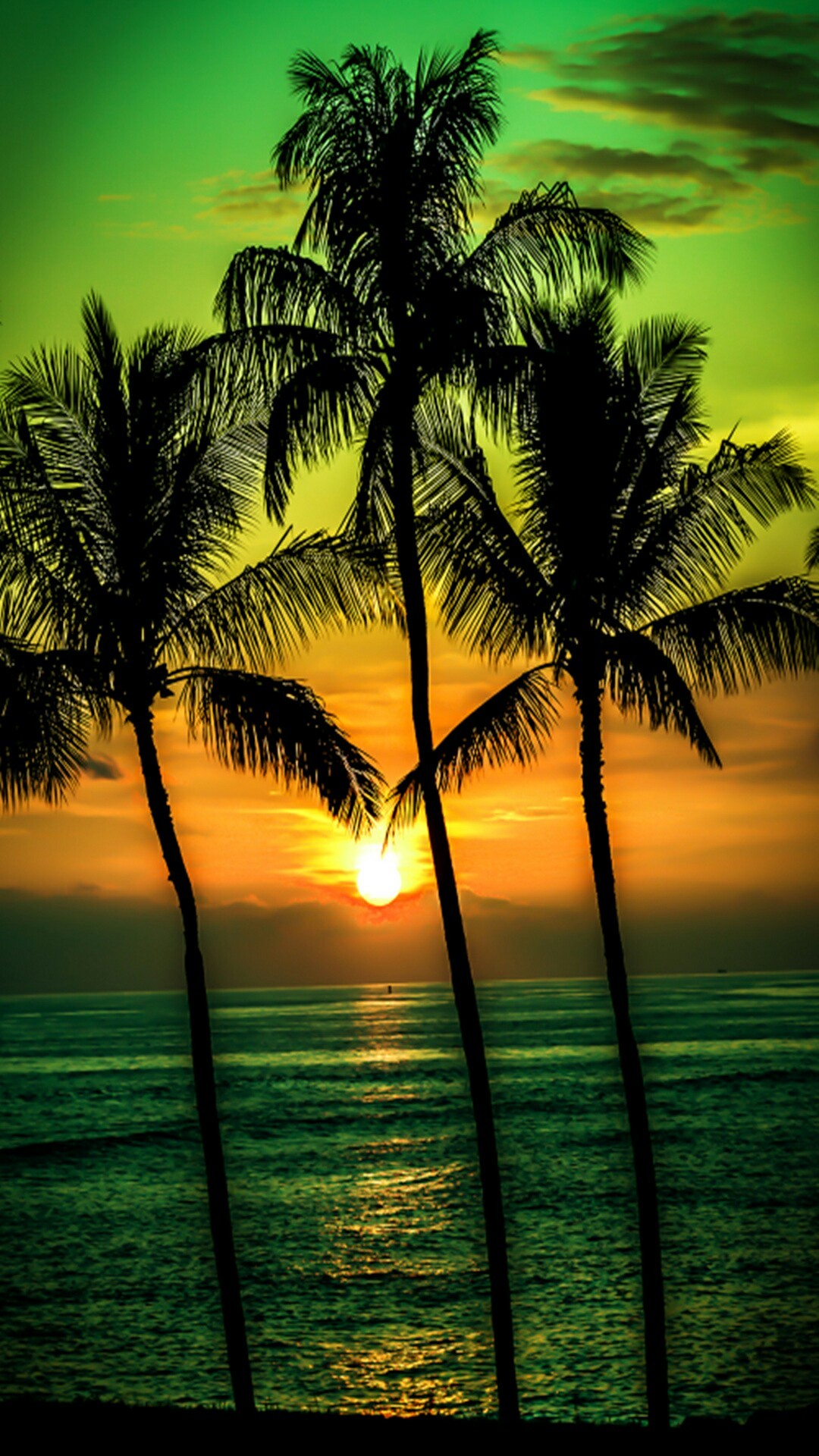 palmen tapete,natur,himmel,baum,palme,horizont