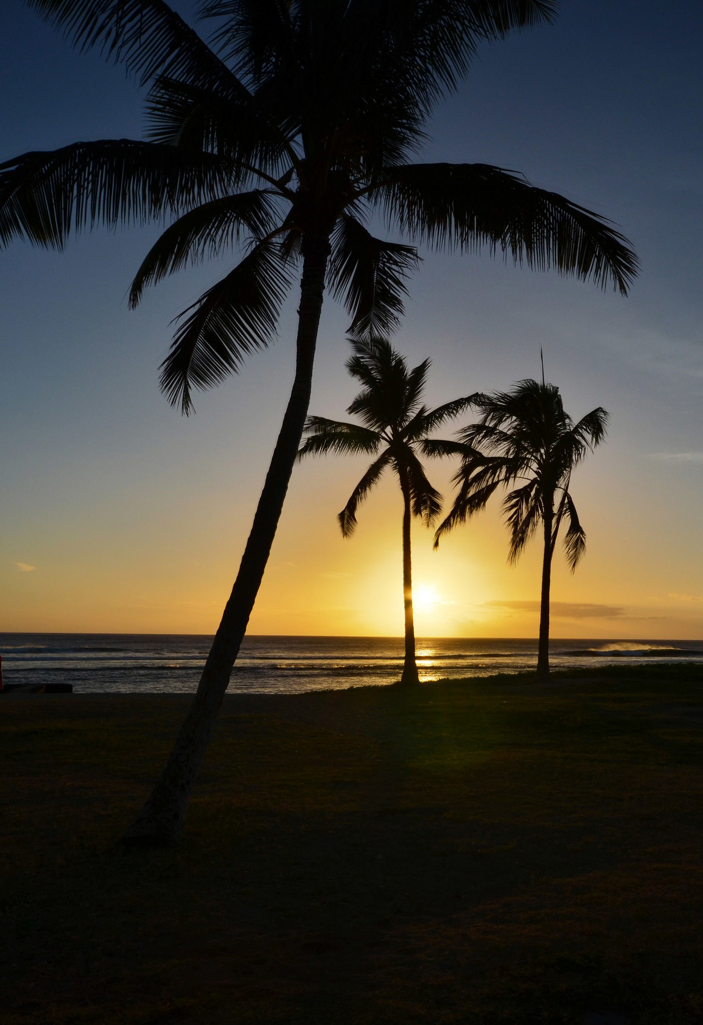 fondo de pantalla de palmera,cielo,árbol,naturaleza,palmera,horizonte