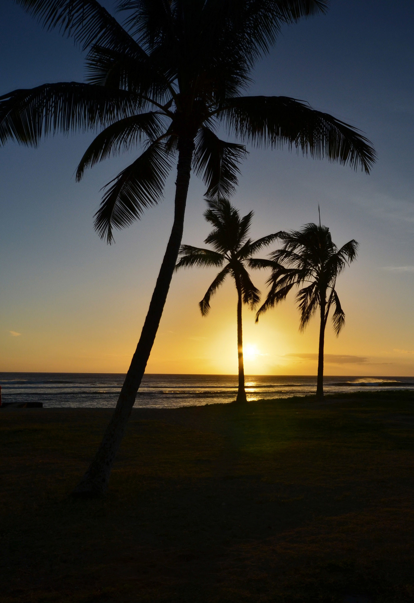 palm tree wallpaper,sky,tree,nature,palm tree,tropics