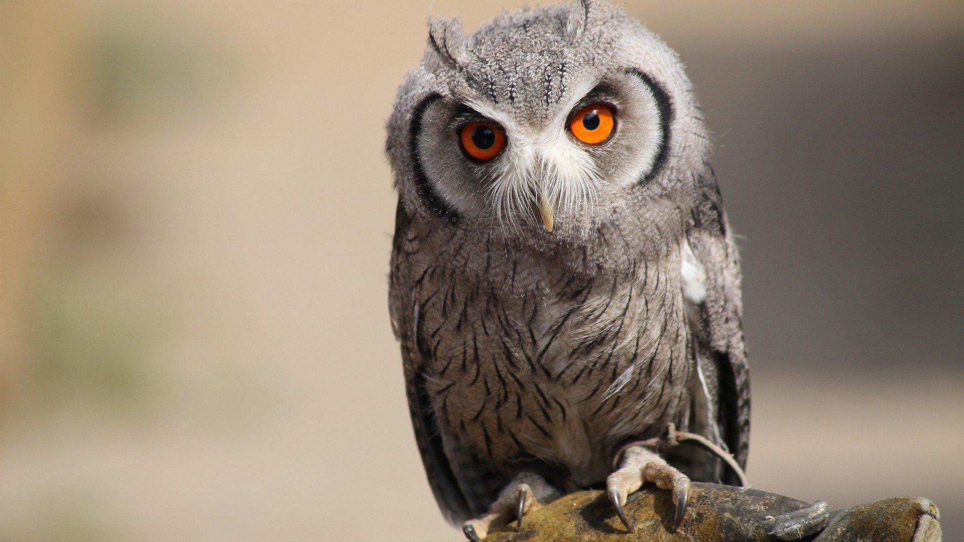 eule tapete,eule,vogel,raubvogel,westliche kreischeule,östliche kreischeule