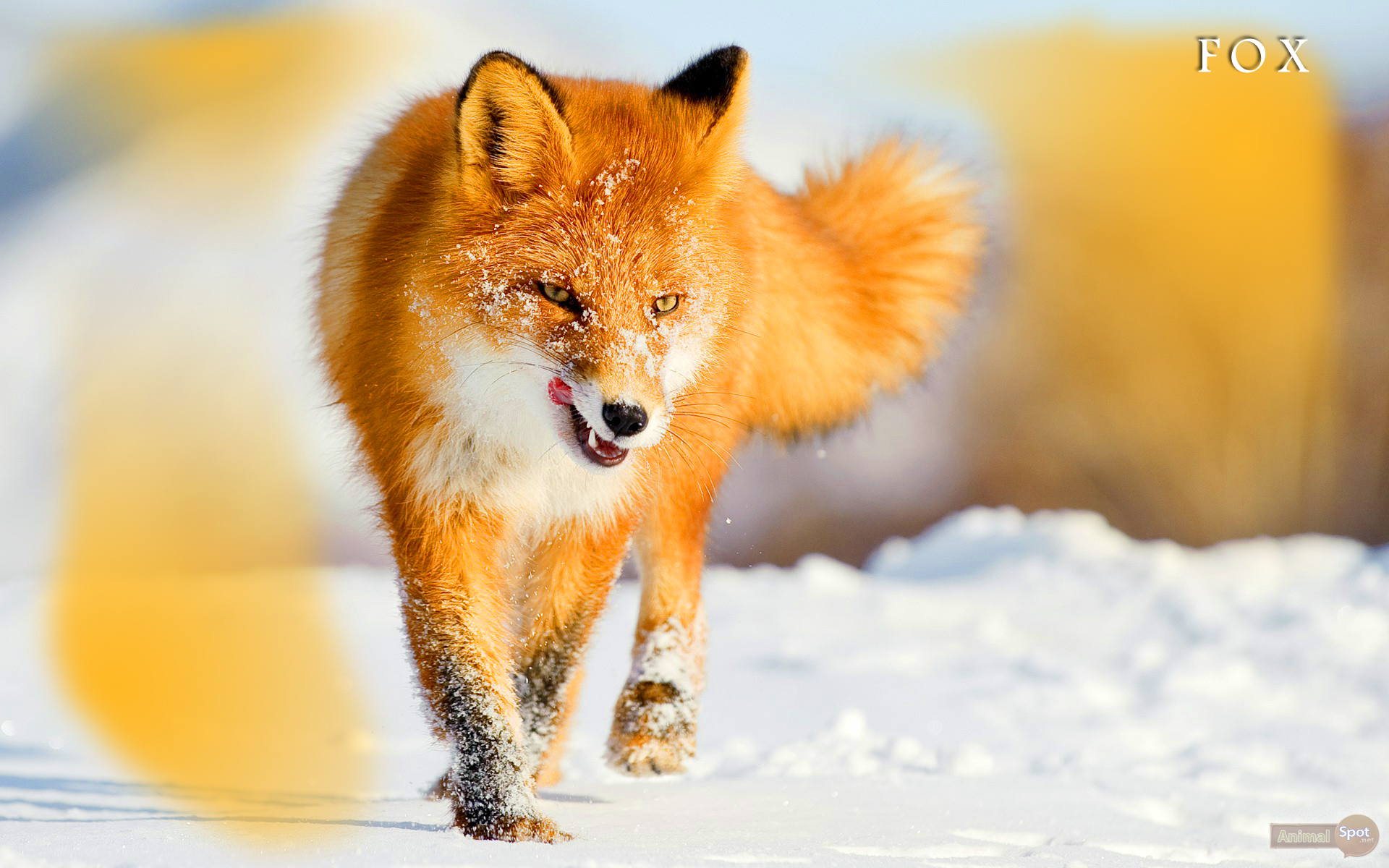 fox wallpaper,mammal,vertebrate,fox,canidae,red fox