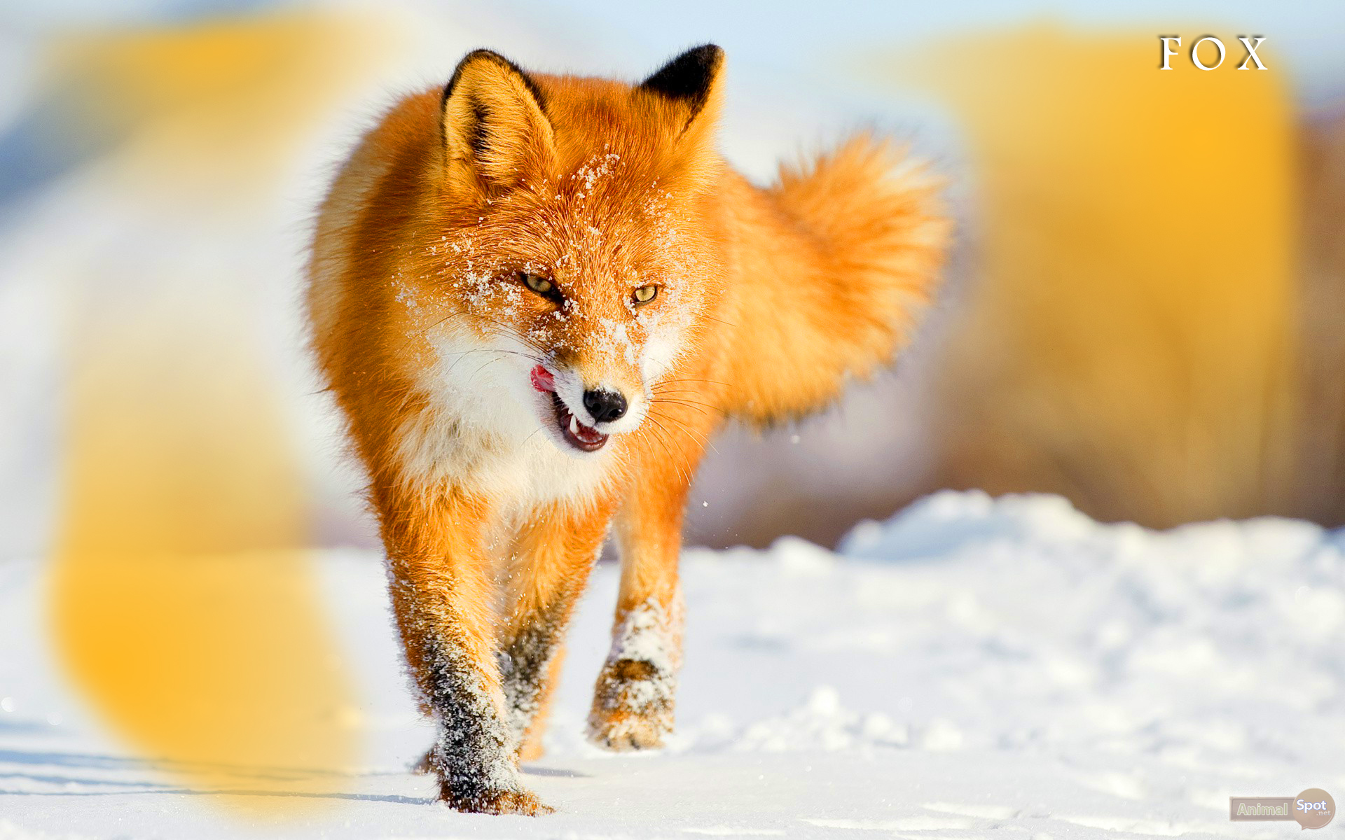 fondo de pantalla de zorro,zorro,zorro rojo,fauna silvestre,hocico,perro