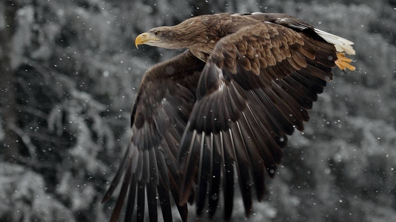 fond d'écran aigle,oiseau,pygargue à tête blanche,aigle en or,aigle,oiseau de proie