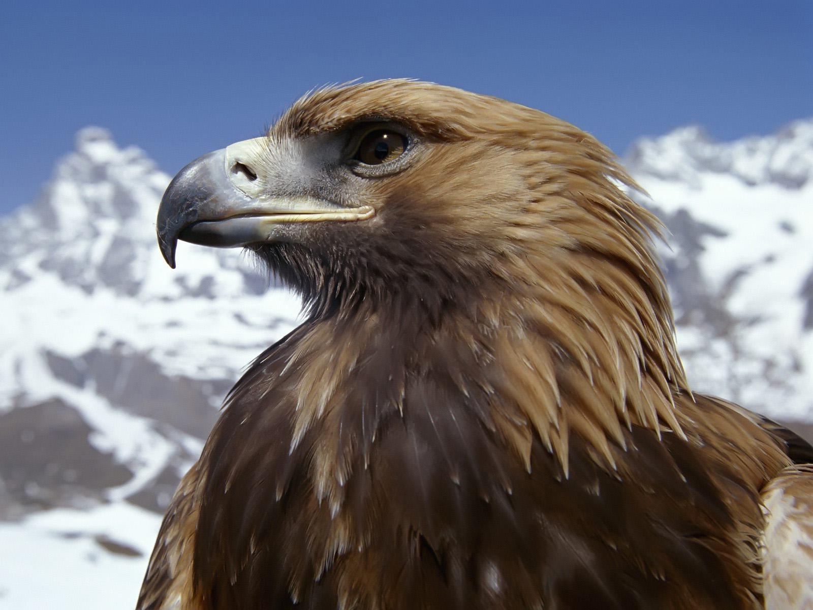 eagle wallpaper,bird,vertebrate,beak,bird of prey,golden eagle