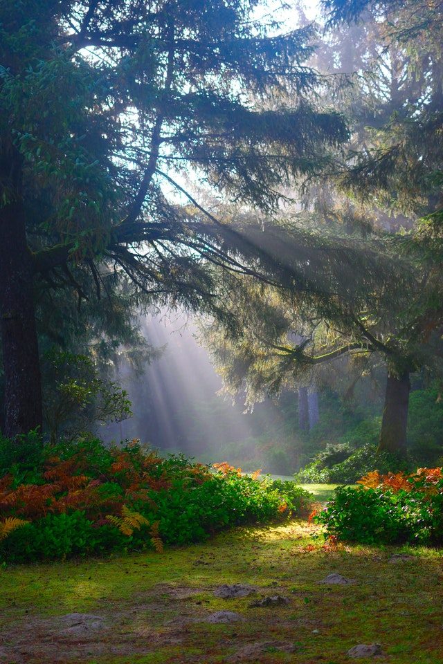 fondo de pantalla de la mañana,paisaje natural,naturaleza,luz del sol,árbol,ligero
