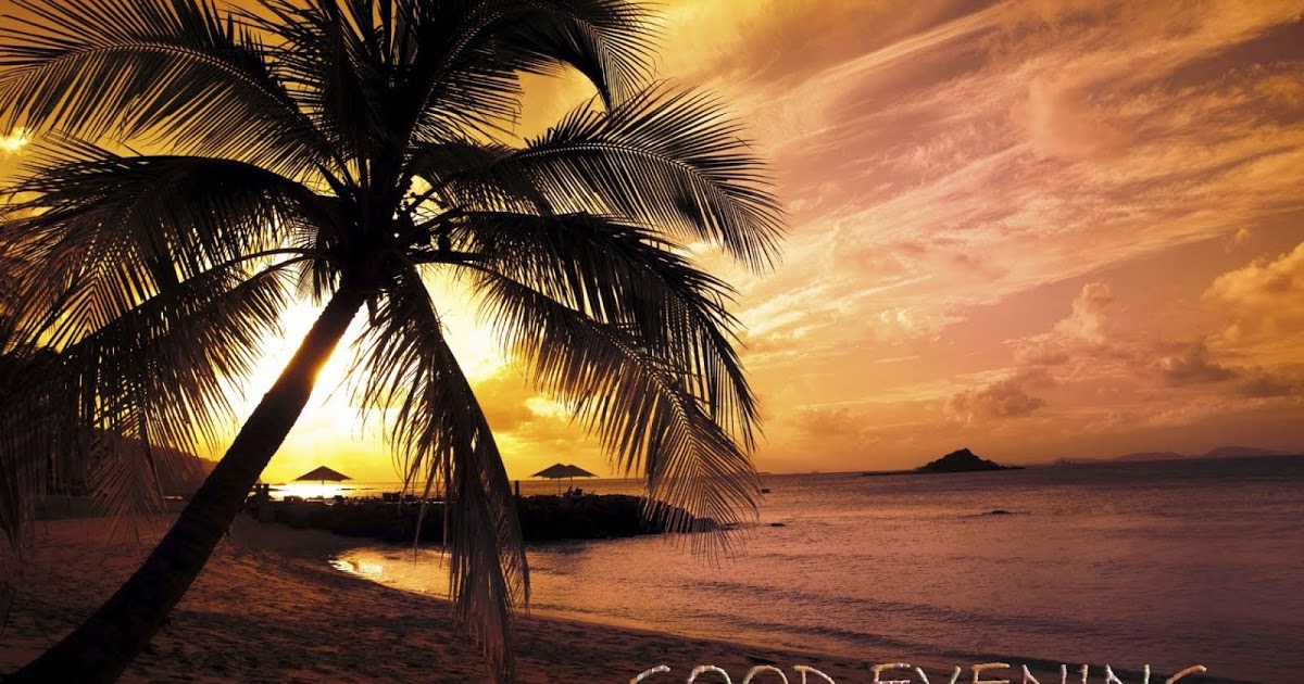 good evening wallpaper,sky,nature,tree,tropics,palm tree