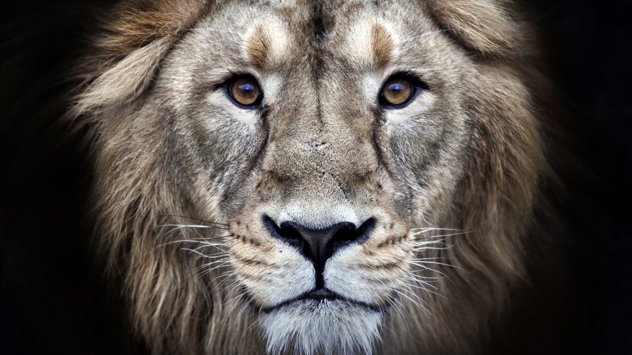 ライオンのhdの壁紙,ライオン,野生動物,ヘア,ネコ科,マサイライオン