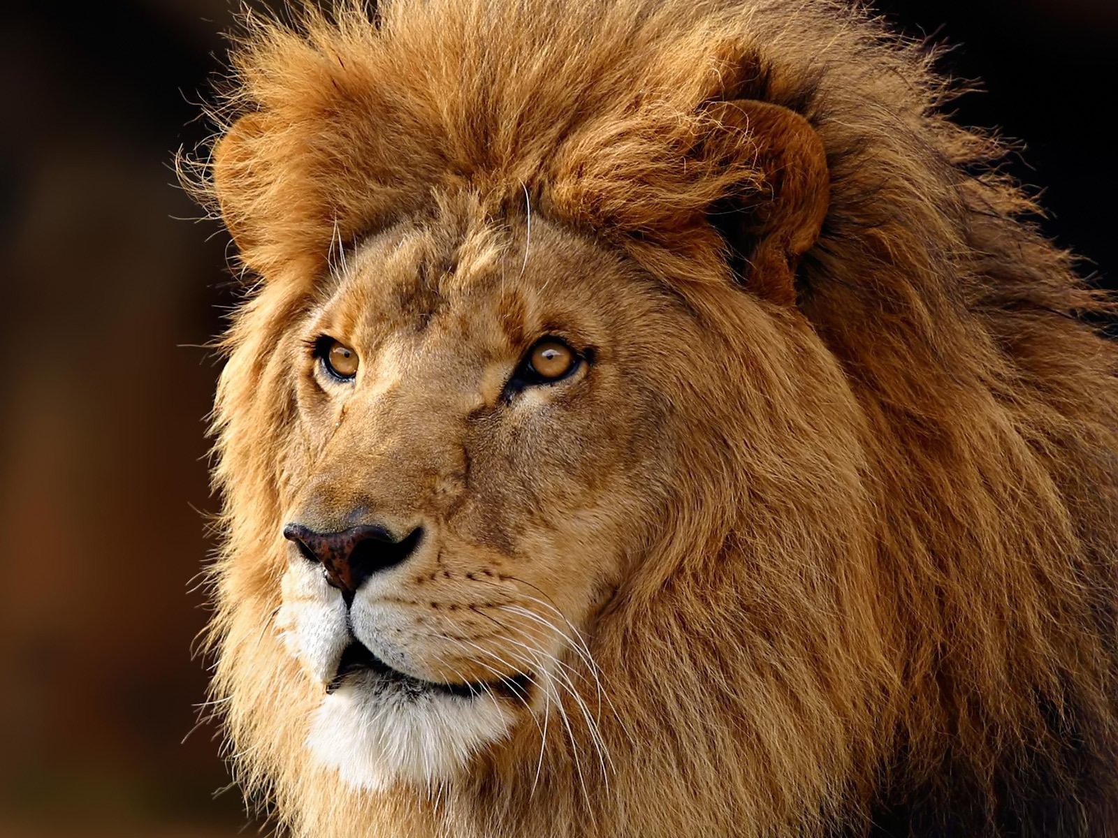 león fondo de pantalla hd,león,cabello,masai lion,fauna silvestre,animal terrestre