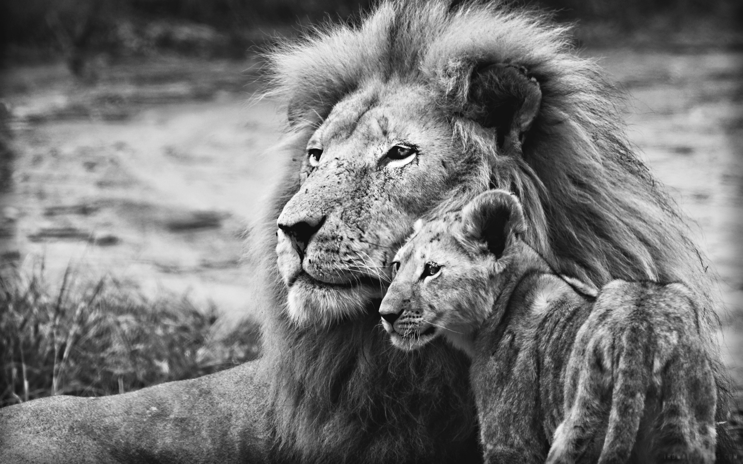 león fondo de pantalla hd,león,fauna silvestre,animal terrestre,cabello,masai lion