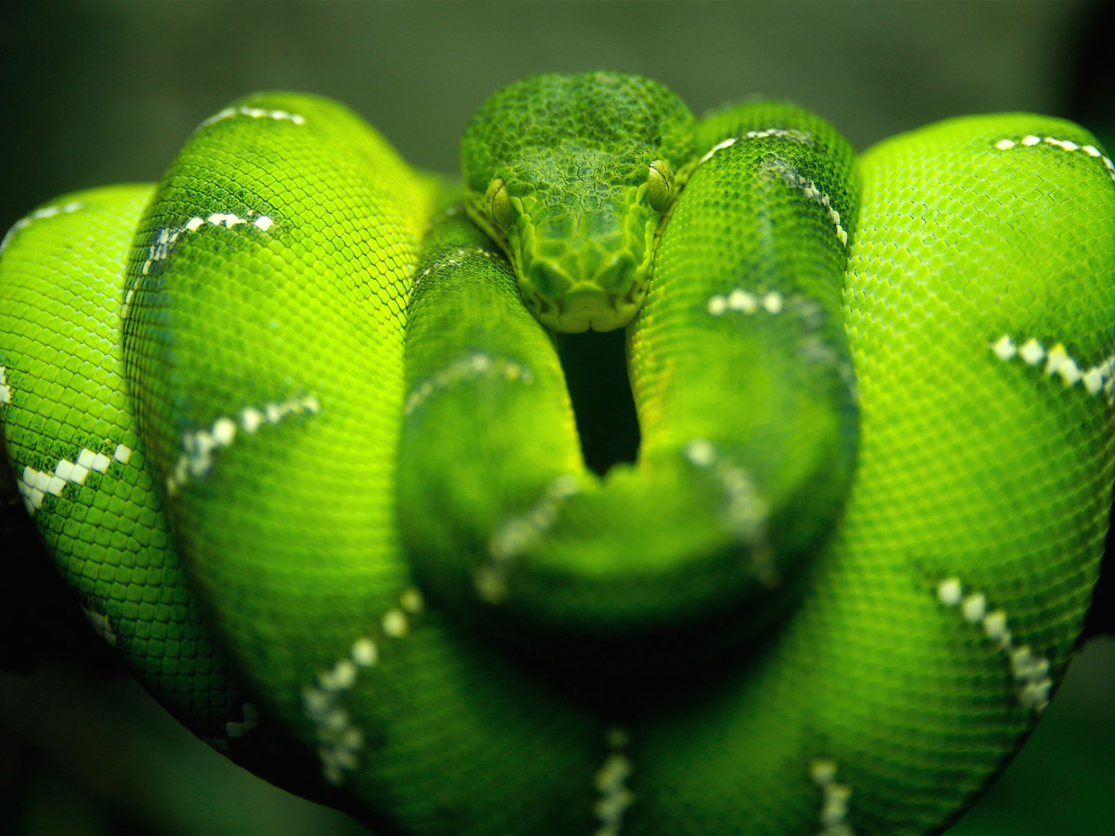 schlangentapete,grün,schlange,schlange,glatte grünschlange,python familie
