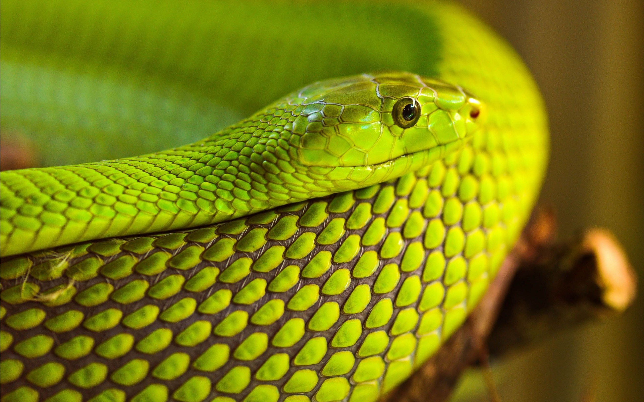 papel pintado de serpiente,reptil,serpiente,serpiente verde lisa,serpiente,verde