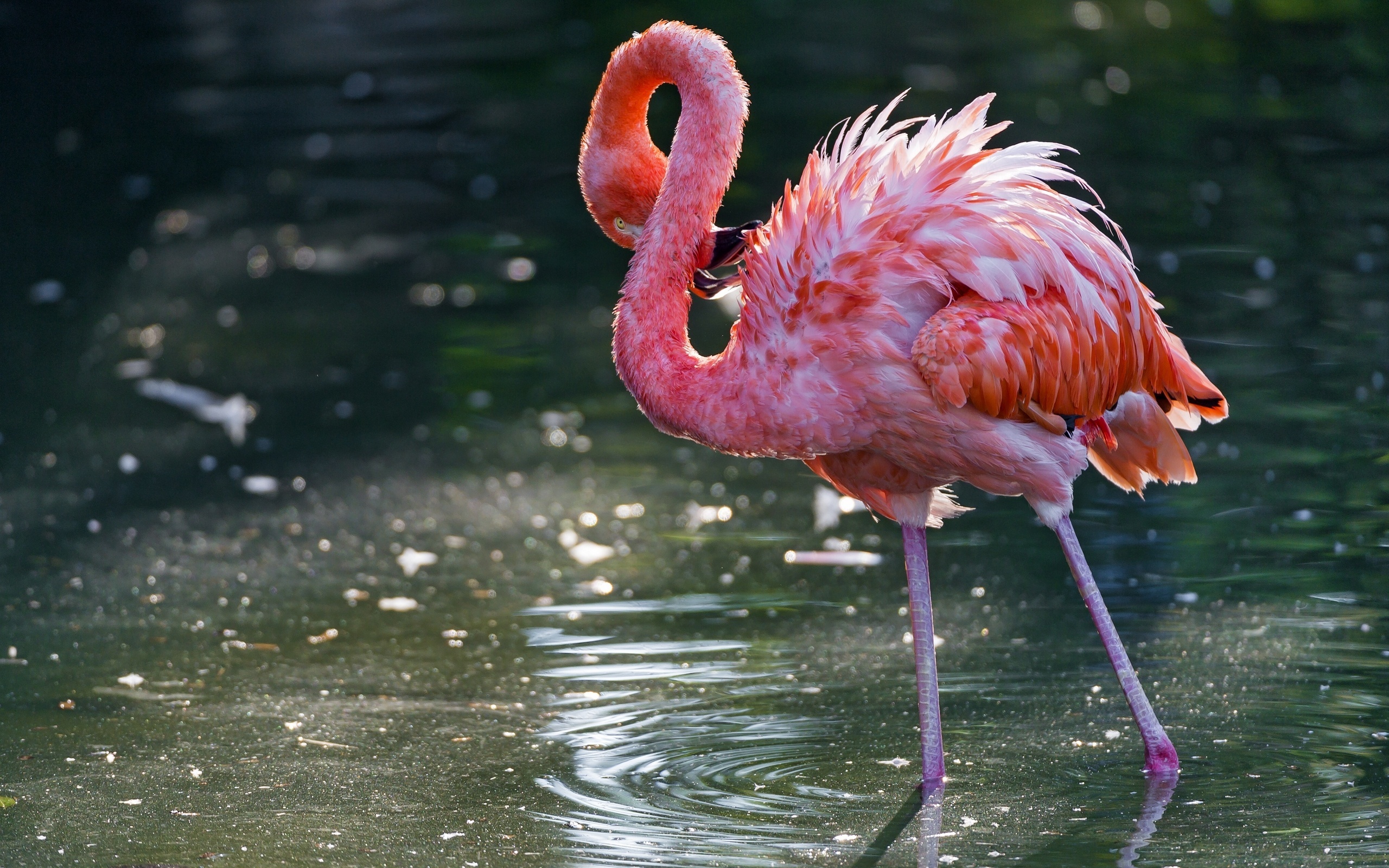 flamingo wallpaper,bird,vertebrate,greater flamingo,flamingo,beak