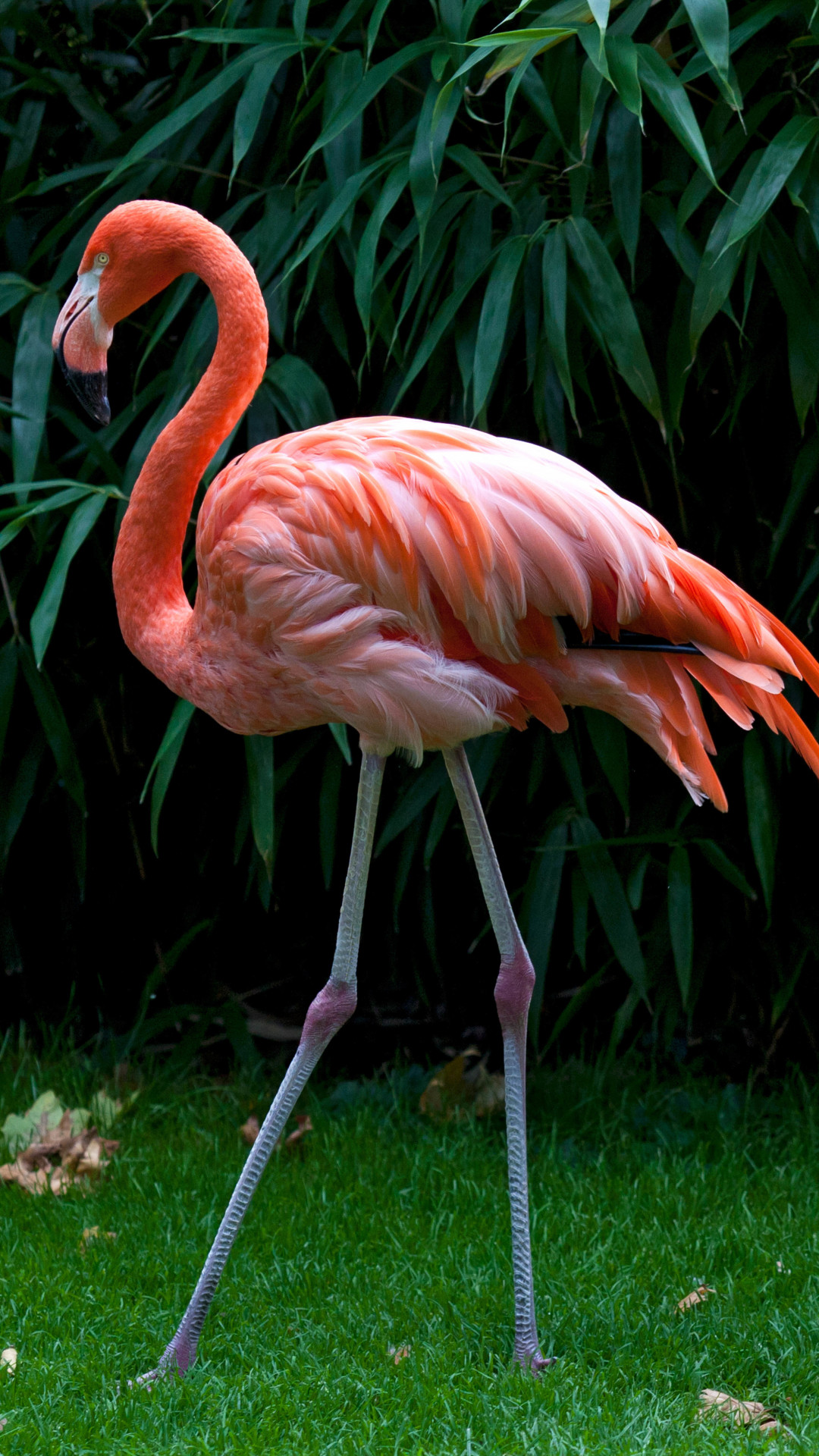 flamingo tapete,flamingo,vogel,größerer flamingo,wasservogel,rosa