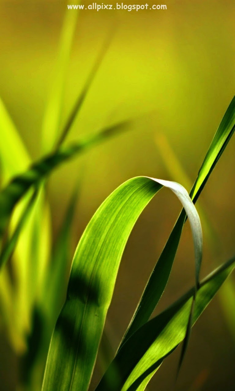fondo de pantalla hd para móvil descarga gratuita,hoja,naturaleza,verde,amarillo,planta