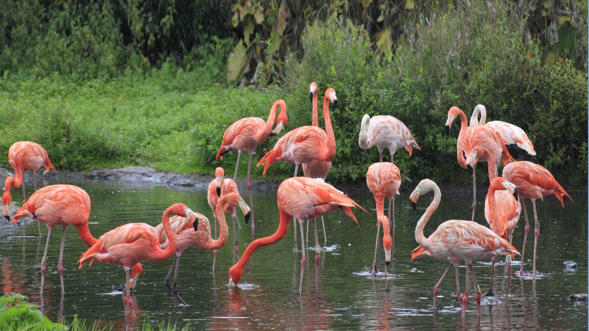flamingo tapete,vogel,flamingo,größerer flamingo,wasservogel,natürliche landschaft