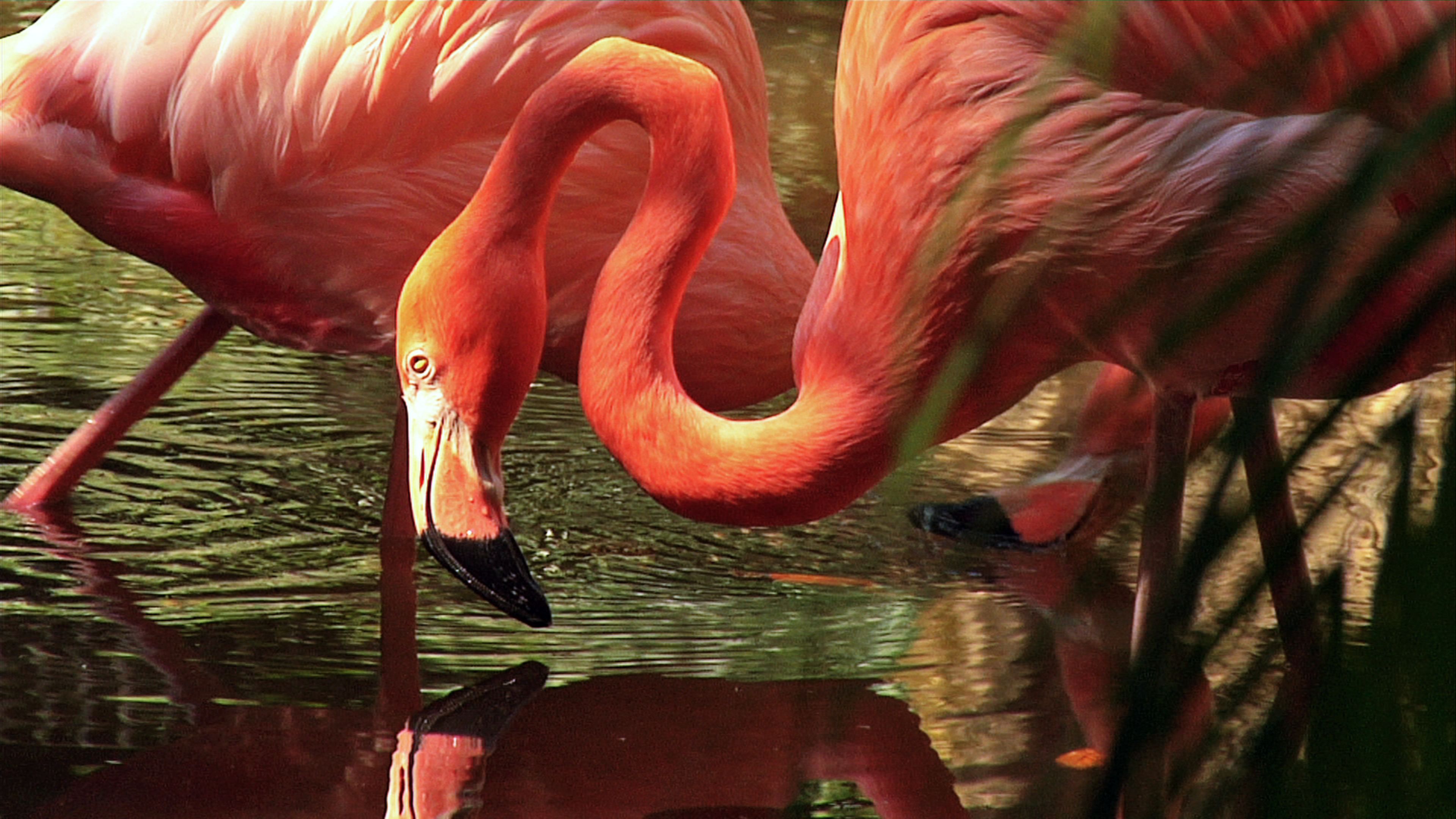 flamingo tapete,flamingo,größerer flamingo,vogel,wasservogel,rosa