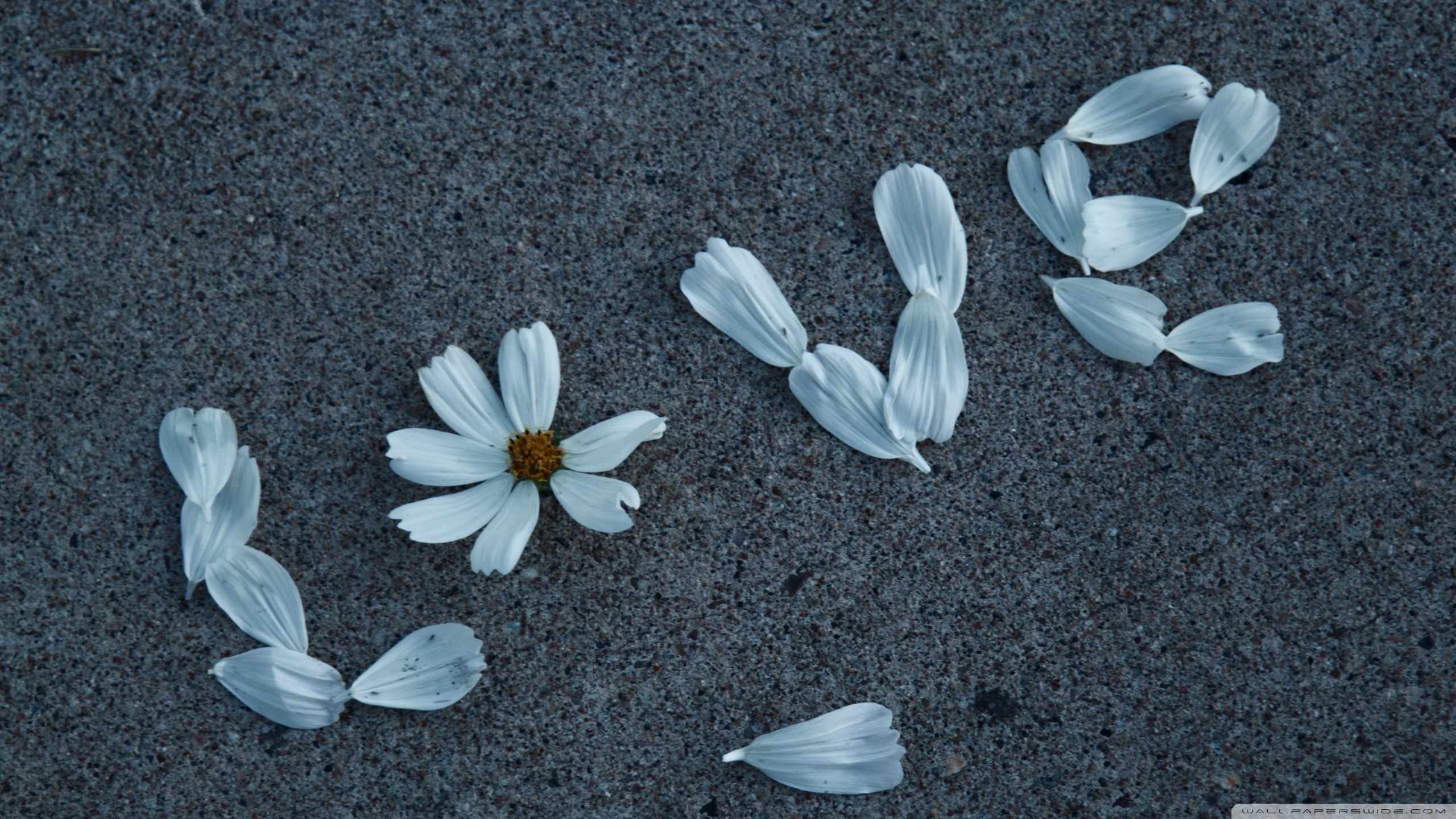 fond d'écran d'amour full hd,pétale,feuille,fleur,plante,photographie de nature morte