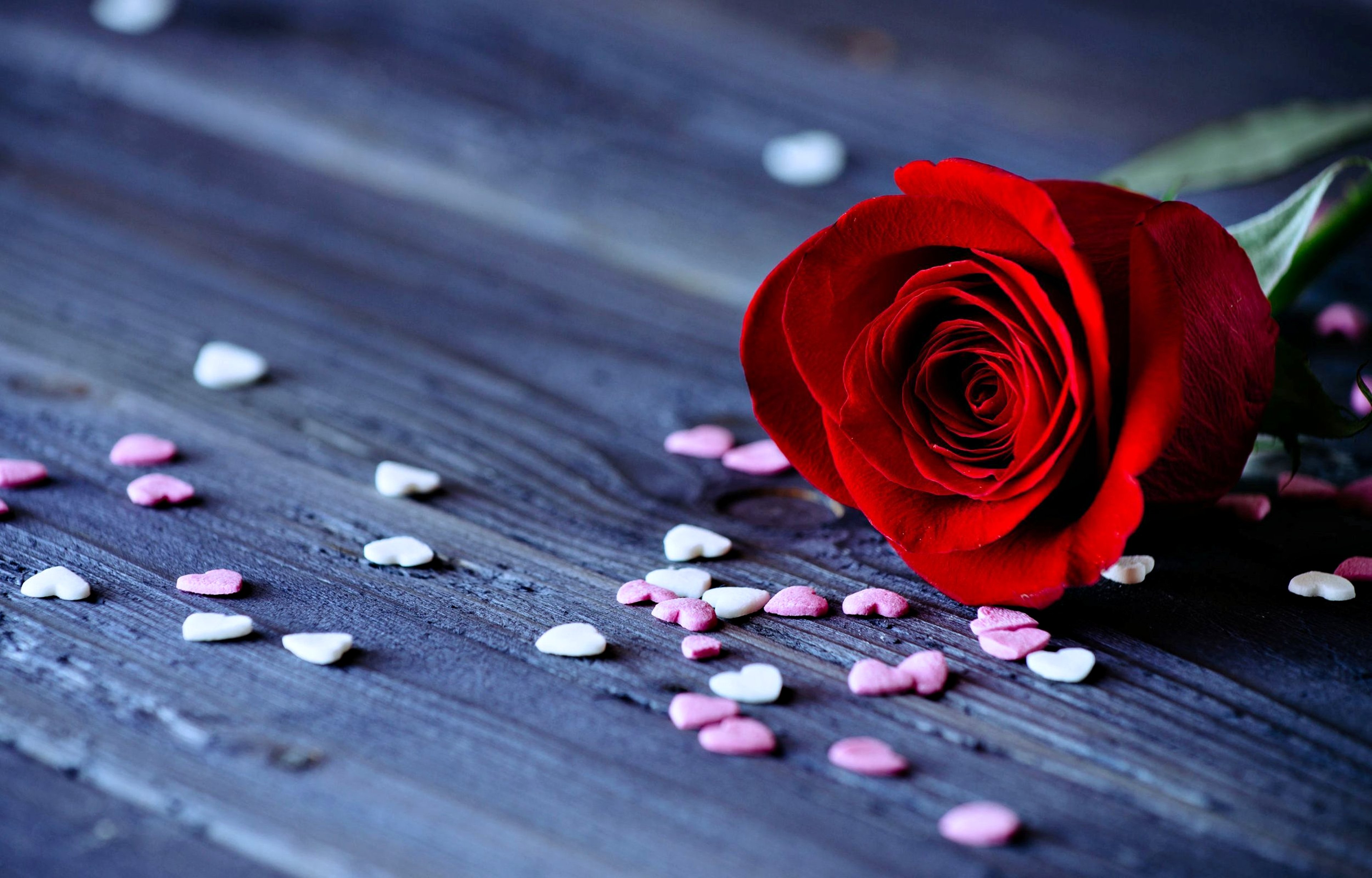 full hd love wallpaper,petal,red,pink,water,rose