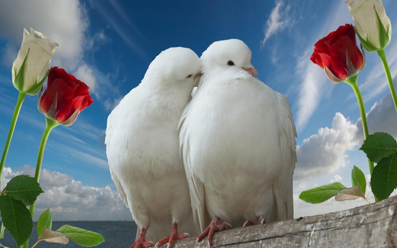 carta da parati amore full hd,uccello,piccioni e colombe,piccione selvatico,cielo,amore