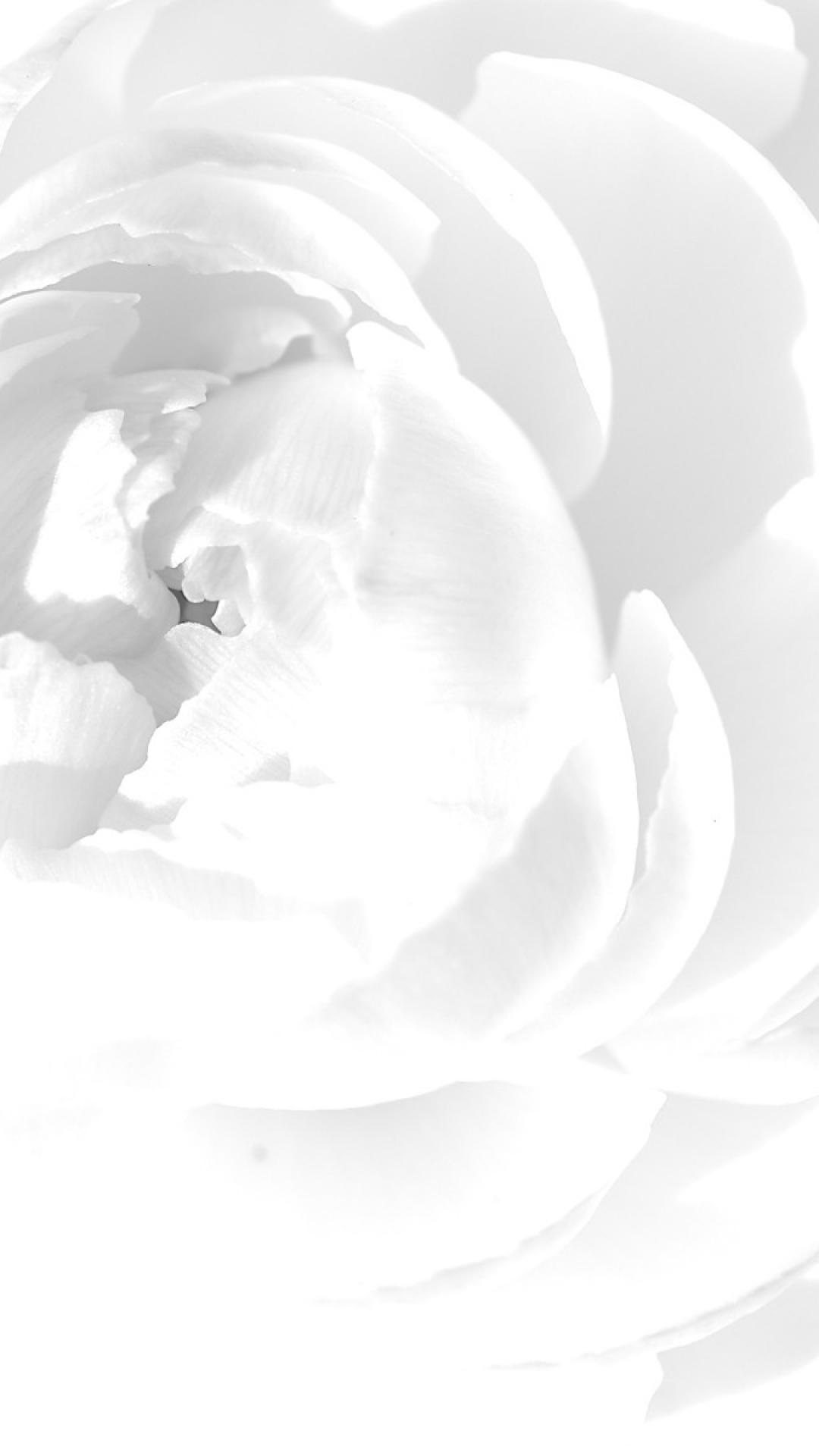 화이트 아이폰 배경 화면,하얀,꽃잎,검정색과 흰색,흑백 사진,꽃