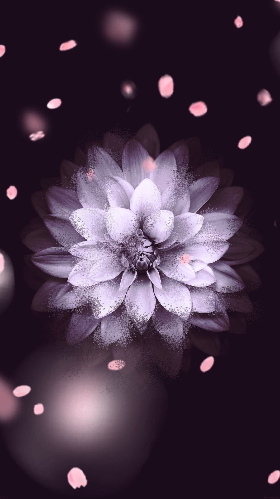 süße iphone hintergrundbilder,blütenblatt,rosa,blume,violett,lila