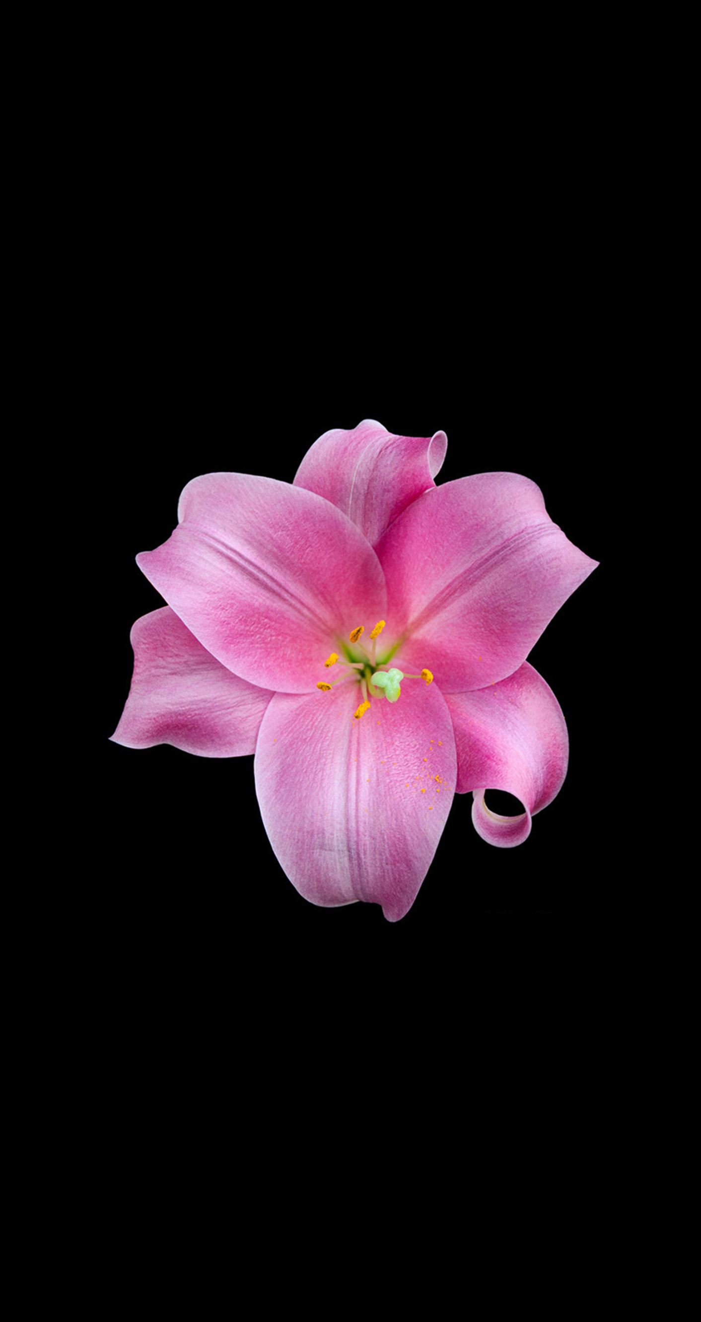 flor fondos de pantalla iphone,pétalo,rosado,flor,planta,planta floreciendo