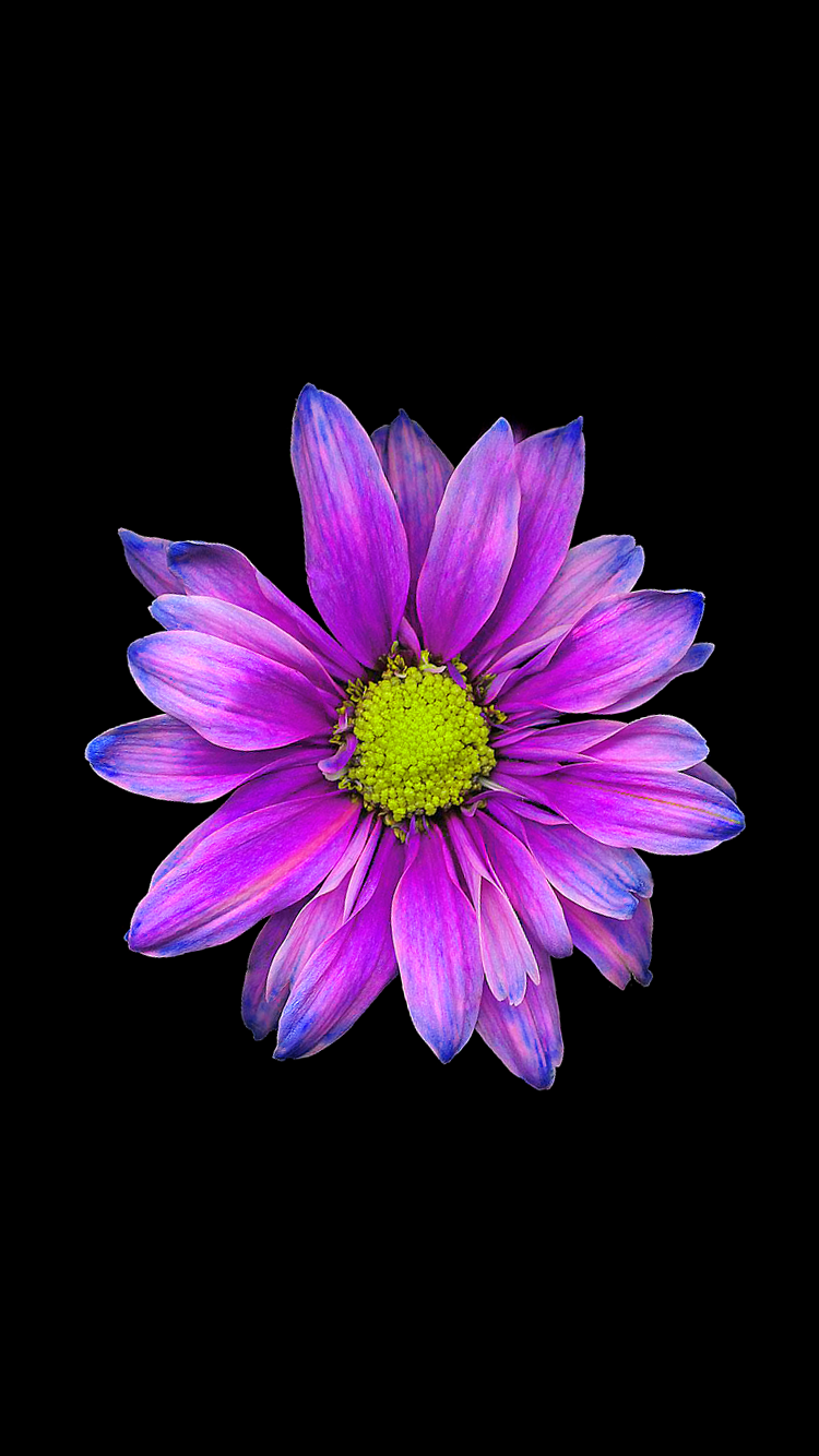 flower wallpaper iphone,flower,flowering plant,petal,purple,violet
