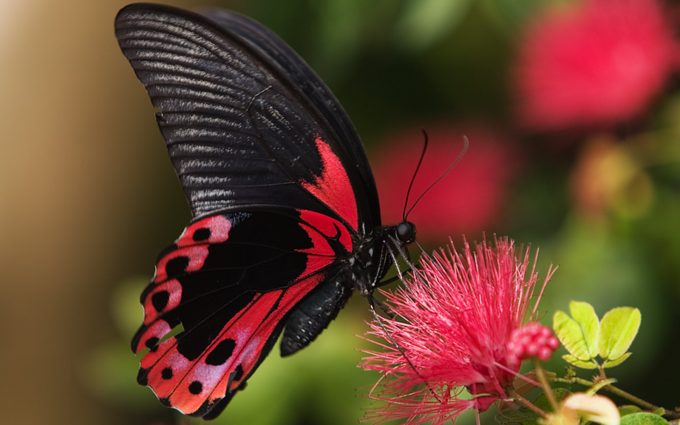 schmetterling live wallpaper,motten und schmetterlinge,schmetterling,insekt,wirbellos,schwarzer schwalbenschwanz