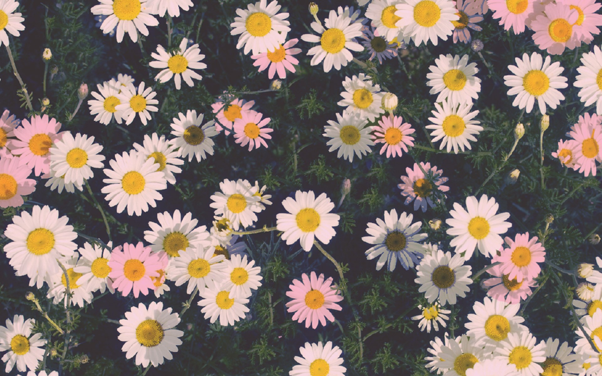 デスクトップ壁紙tumblr 花 開花植物 マーガレットデイジー デイジー 工場 1705 Wallpaperuse